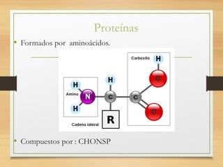 Proteínas
• Formados por aminoácidos.
• Compuestos por : CHONSP
 