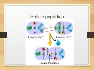 Enlace peptídico
 