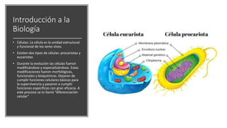 Introducción a la
Biología
• Células: La célula es la unidad estructural
y funcional de los seres vivos.
• Existen dos tipos de células: procariotas y
eucariotas
• Durante la evolución las células fueron
modificándose y especializándose. Estas
modificaciones fueron morfológicas,
funcionales y bioquímicas. Dejaron de
cumplir funciones celulares básicas para
la supervivencia y pasaron a cumplir
funciones específicas con gran eficacia. A
este proceso se lo llamó “diferenciación
celular”
 