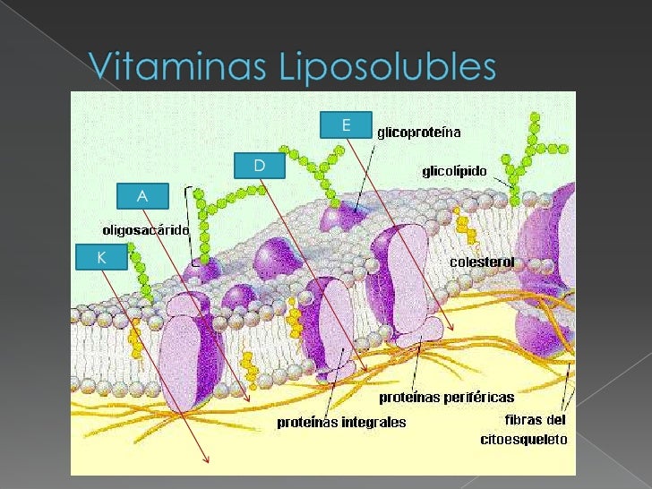 fluido q Que Atraviesan La Bicapa Moleculas Pequenas Polares Lipidica