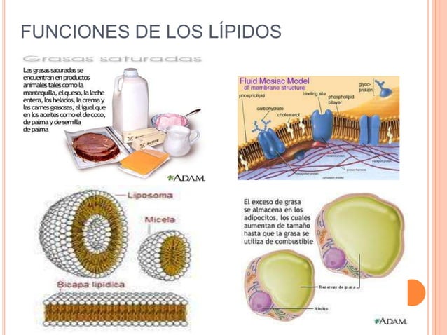 Moléculas de la Materia viva: Proteinas, Lípidos, Carbohidratos y Ac