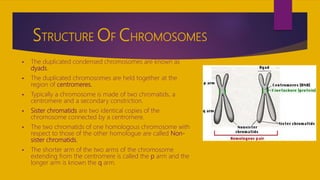 STRUCTURE OF CHROMOSOMES
 The duplicated condensed chromosomes are known as
dyads.
 The duplicated chromosomes are held together at the
region of centromeres.
 Typically a chromosome is made of two chromatids, a
centromere and a secondary constriction.
 Sister chromatids are two identical copies of the
chromosome connected by a centromere.
 The two chromatids of one homologous chromosome with
respect to those of the other homologue are called Non-
sister chromatids.
 The shorter arm of the two arms of the chromosome
extending from the centromere is called the p arm and the
longer arm is known the q arm.
 