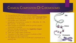 CHEMICAL COMPOSITION OF CHROMOSOMES
 The packing of DNA is due to Histone protein.
 Composed of thin chromatin threads called Chromatin Fibers.
 Interphase chromatin consists of about 30 - 40% DNA, 50 -
65% protein and 1-10% RNA.
 Metaphase chromosomes contain 15 - 20% DNA, 10 - 15%
RNA and 65 - 75 % protein.
 DNA consists of nucleotides while the primary protein
component is histones.
 Histones strongly attracted to the negatively charged
phosphate groups of the DNA.
 There are 5 major types of Histones.
 Thousand of other types of proteins involved in DNA
replication and gene expression.
 The degree to which DNA is condensed is expressed as its
packing ratio.
 