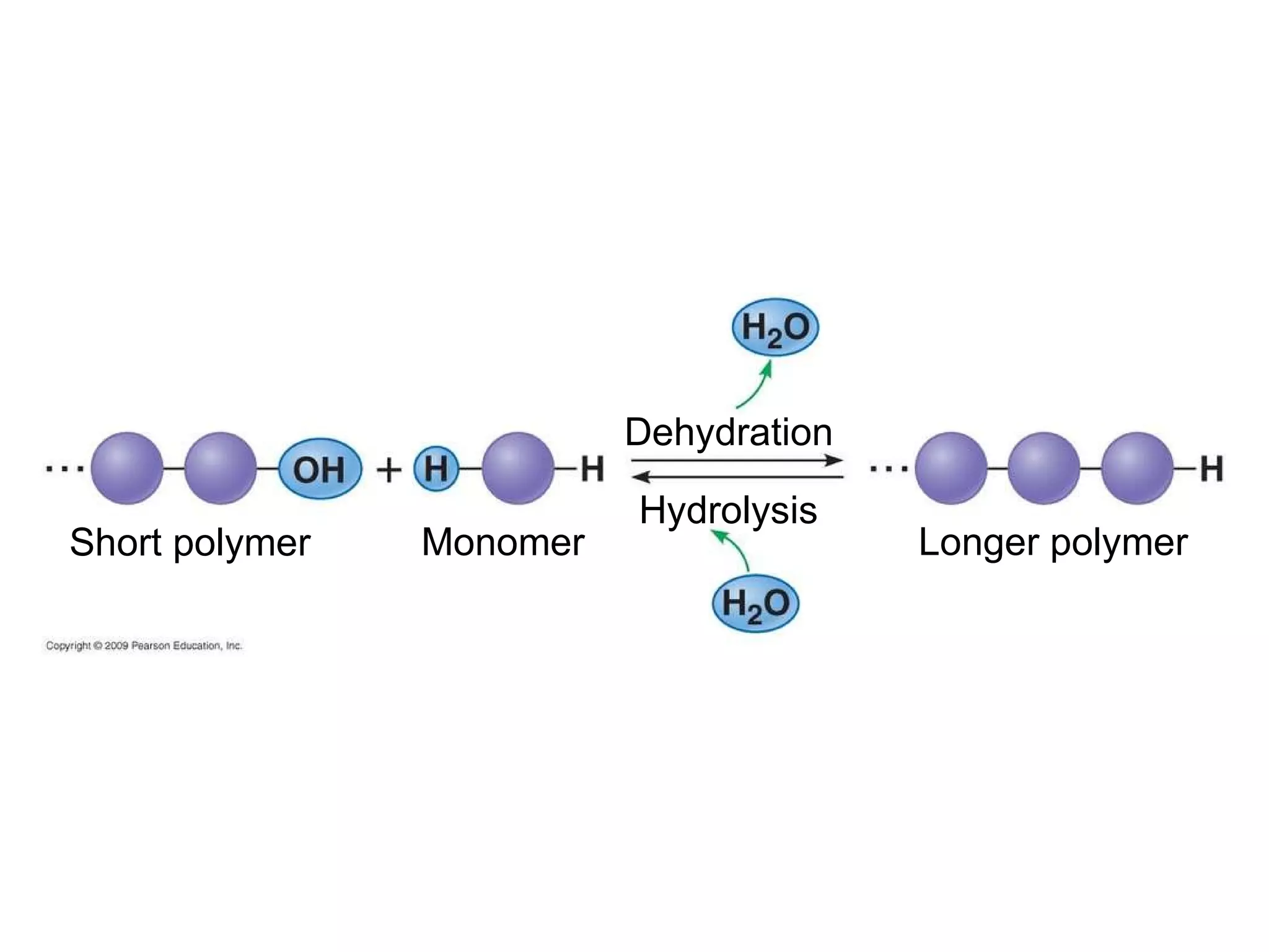 Short polymer Monomer Hydrolysis Dehydration Longer polymer 