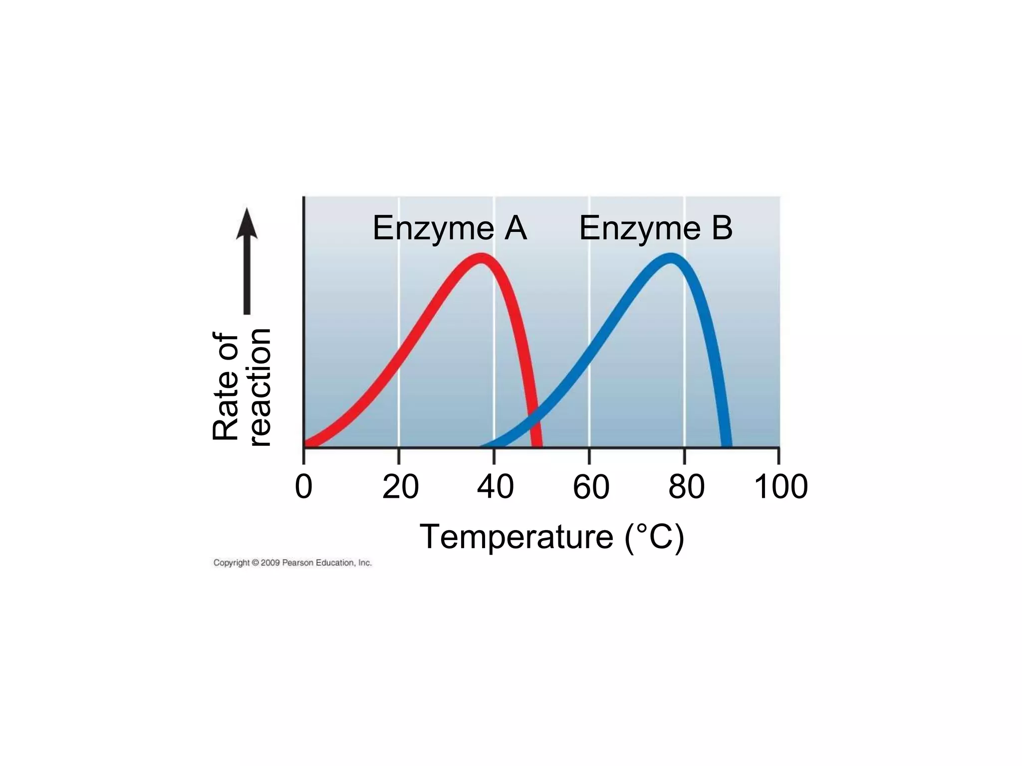 Temperature (°C) 0 20 Rate of reaction Enzyme A 100 Enzyme B 40 60 80 