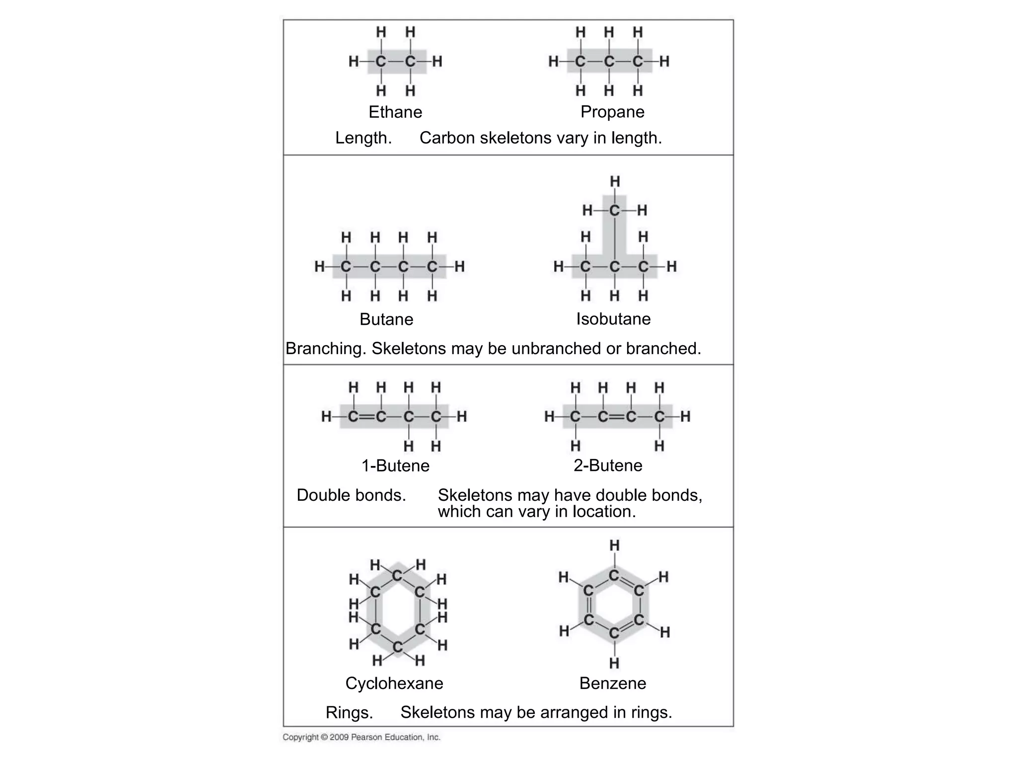 Carbon skeletons vary in length. Branching. Skeletons may be unbranched or branched.  Butane Isobutane Propane Ethane Double bonds. 2-Butene Skeletons may have double bonds, which can vary in location. Cyclohexane Length. 1-Butene Benzene Skeletons may be arranged in rings. Rings. 