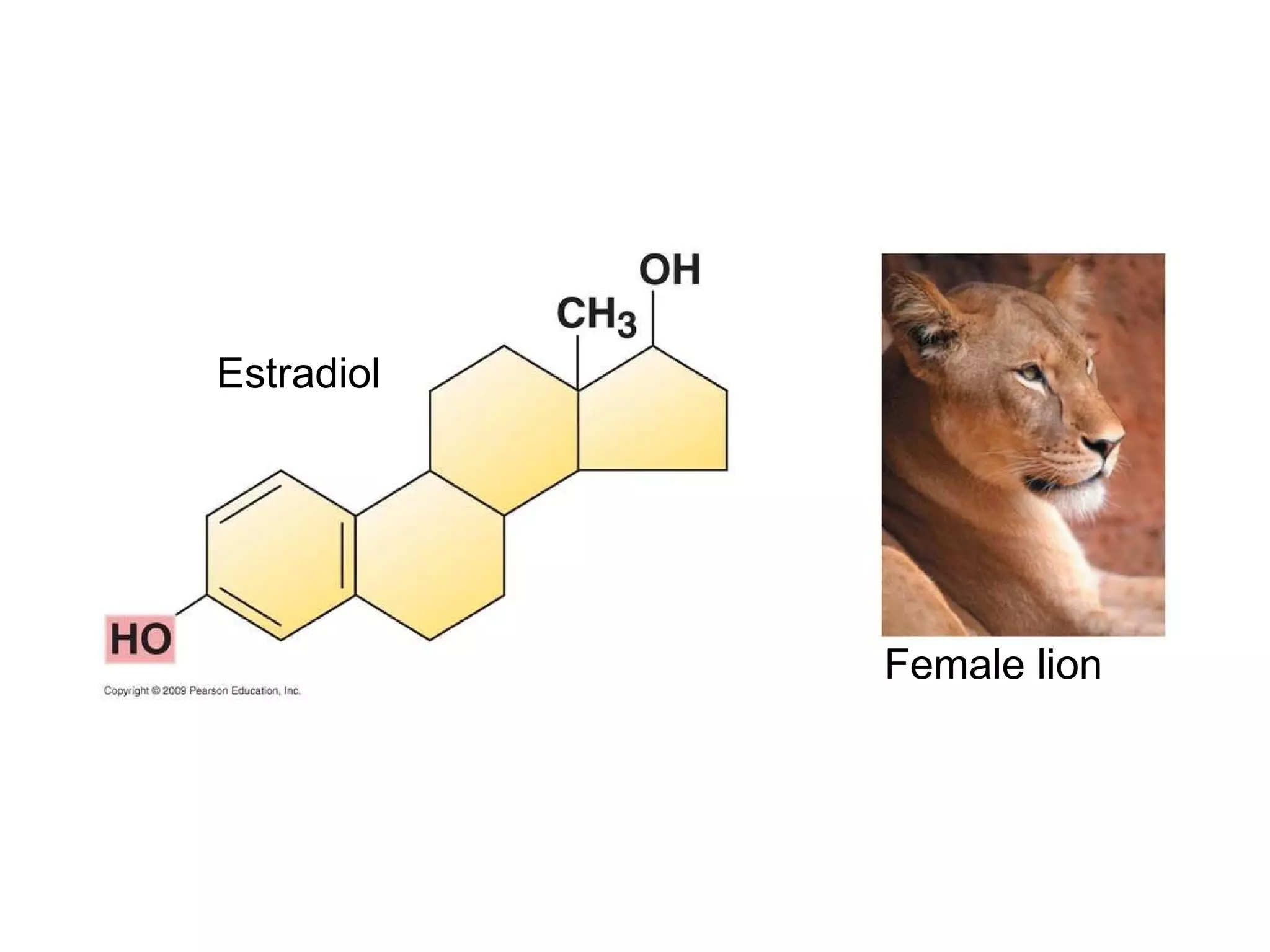 Estradiol Female lion 