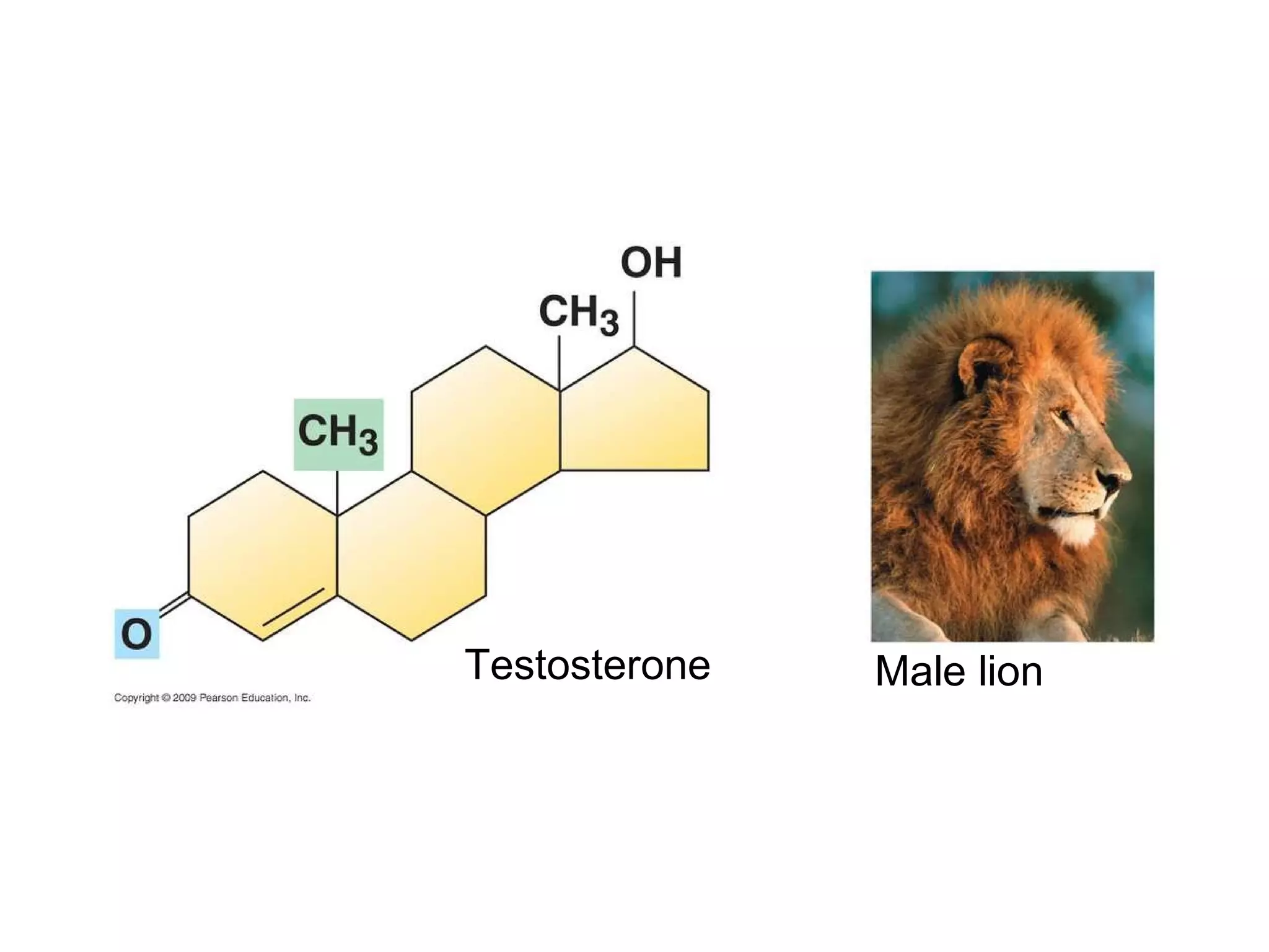 Male lion Testosterone 