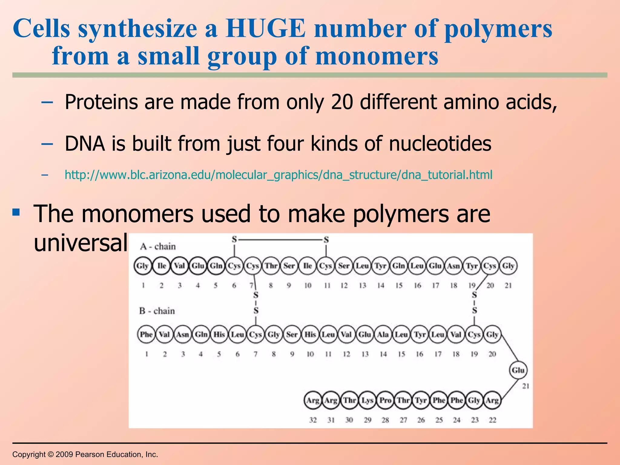 Proteins are made from only 20 different amino acids,  DNA is built from just four kinds of nucleotides http://www.blc.arizona.edu/molecular_graphics/dna_structure/dna_tutorial.html The monomers used to make polymers are universal Cells synthesize a HUGE number of polymers from a small group of monomers Copyright © 2009 Pearson Education, Inc. 