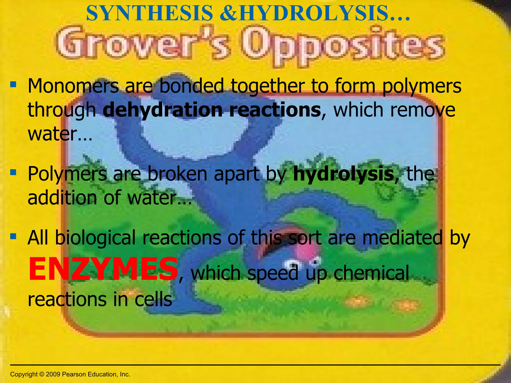 Monomers are bonded together to form polymers through  dehydration reactions , which remove water… Polymers are broken apart by  hydrolysis , the addition of water… All biological reactions of this sort are mediated by  ENZYMES , which speed up chemical reactions in cells SYNTHESIS &HYDROLYSIS… Copyright © 2009 Pearson Education, Inc. 
