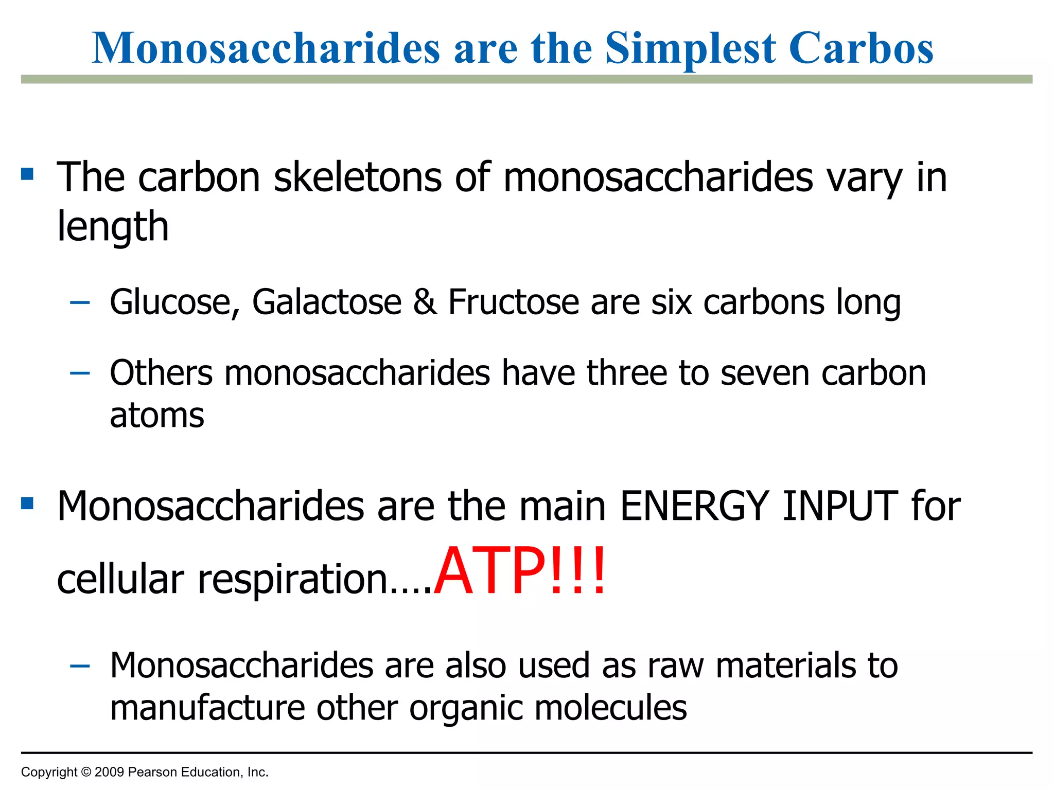 Monosaccharides are the Simplest Carbos The carbon skeletons of monosaccharides vary in length Glucose, Galactose & Fructose are six carbons long Others monosaccharides have three to seven carbon atoms Monosaccharides are the main ENERGY INPUT for cellular respiration…. ATP!!! Monosaccharides are also used as raw materials to manufacture other organic molecules Copyright © 2009 Pearson Education, Inc. 