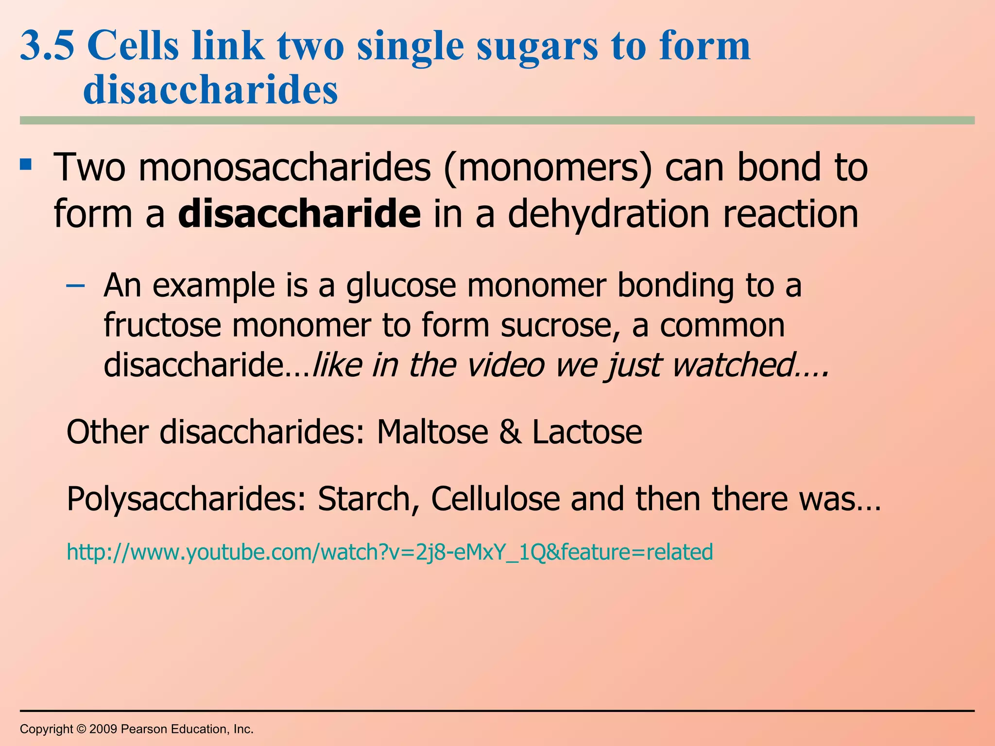 3.5 Cells link two single sugars to form disaccharides Two monosaccharides (monomers) can bond to form a  disaccharide  in a dehydration reaction An example is a glucose monomer bonding to a fructose monomer to form sucrose, a common disaccharide… like in the video we just watched…. Other disaccharides: Maltose & Lactose Polysaccharides: Starch, Cellulose and then there was… http://www.youtube.com/watch?v=2j8-eMxY_1Q&feature=related Copyright © 2009 Pearson Education, Inc. 