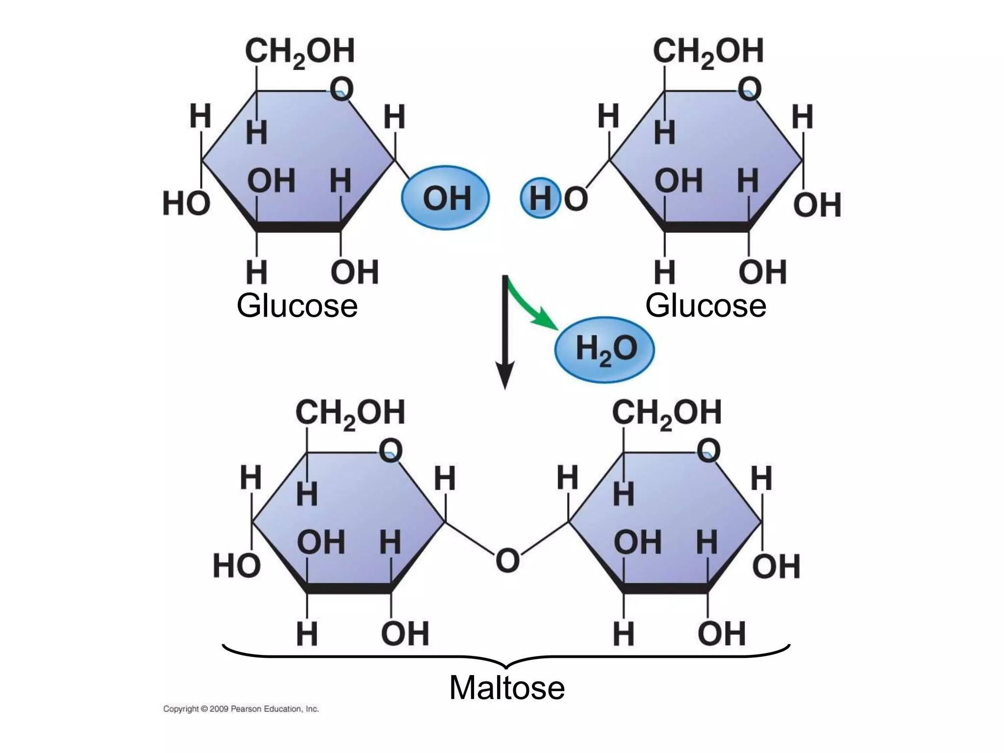 Glucose Glucose Maltose 