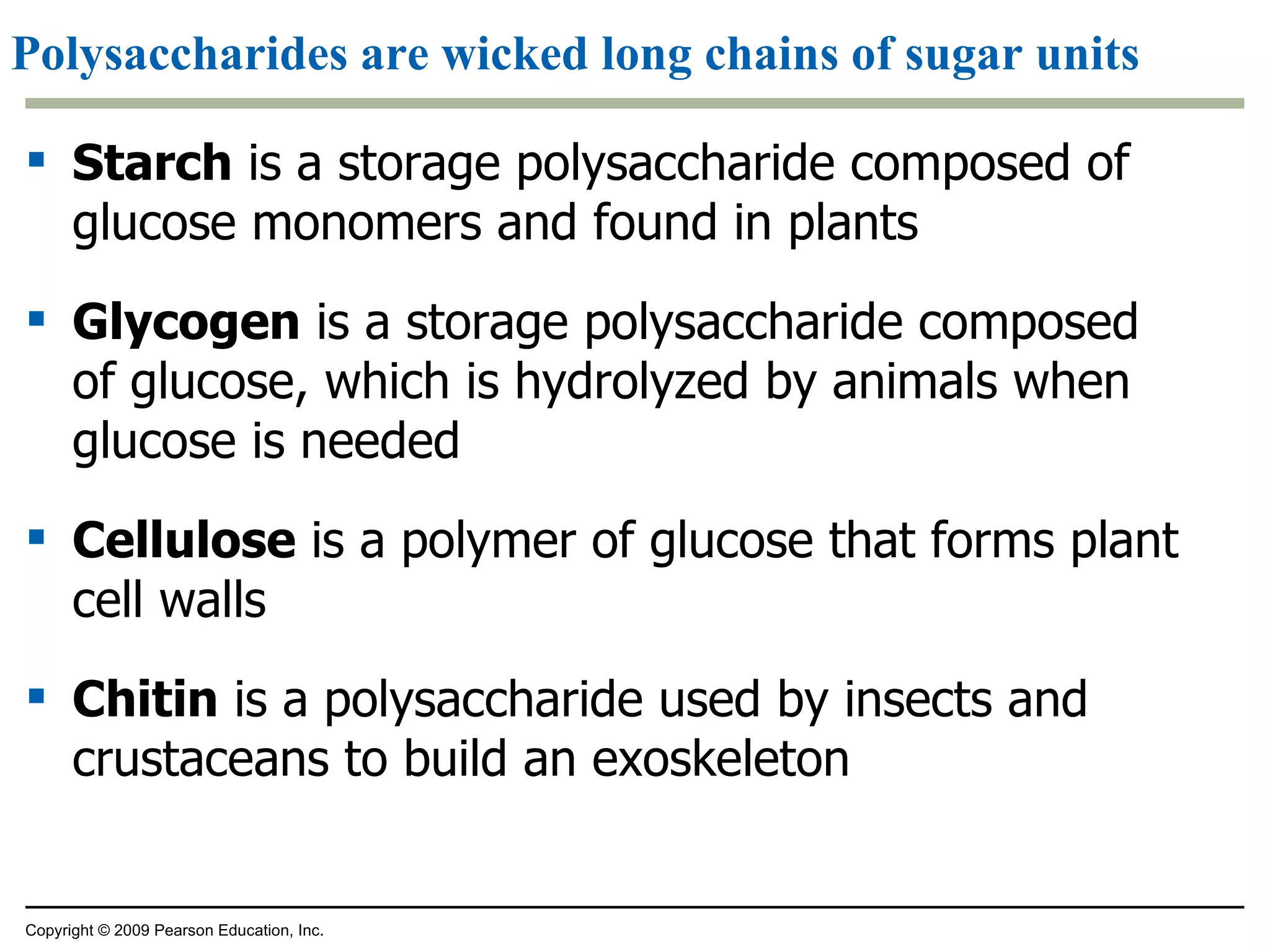 Polysaccharides are wicked long chains of sugar units Starch  is a storage polysaccharide composed of glucose monomers and found in plants Glycogen  is a storage polysaccharide composed of glucose, which is hydrolyzed by animals when glucose is needed Cellulose  is a polymer of glucose that forms plant cell walls Chitin  is a polysaccharide used by insects and crustaceans to build an exoskeleton Copyright © 2009 Pearson Education, Inc. 