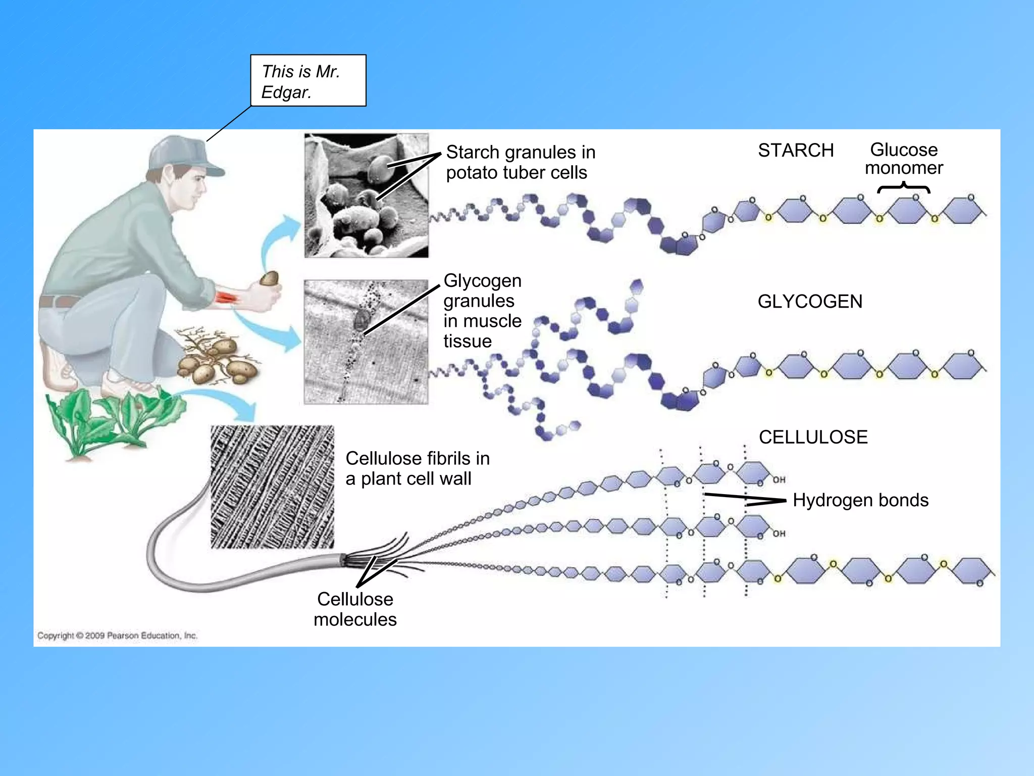 Starch granules in potato tuber cells Glycogen granules in muscle tissue Cellulose fibrils in a plant cell wall Cellulose molecules Glucose monomer GLYCOGEN CELLULOSE Hydrogen bonds STARCH This is Mr. Edgar. 