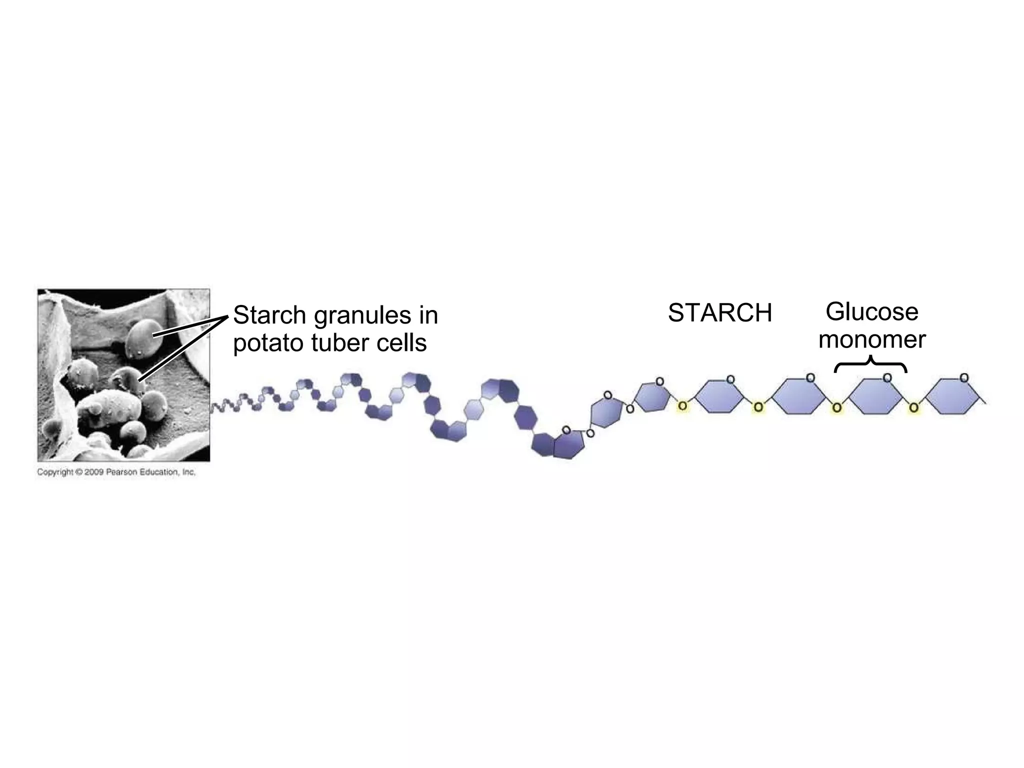 Starch granules in potato tuber cells Glucose monomer STARCH 