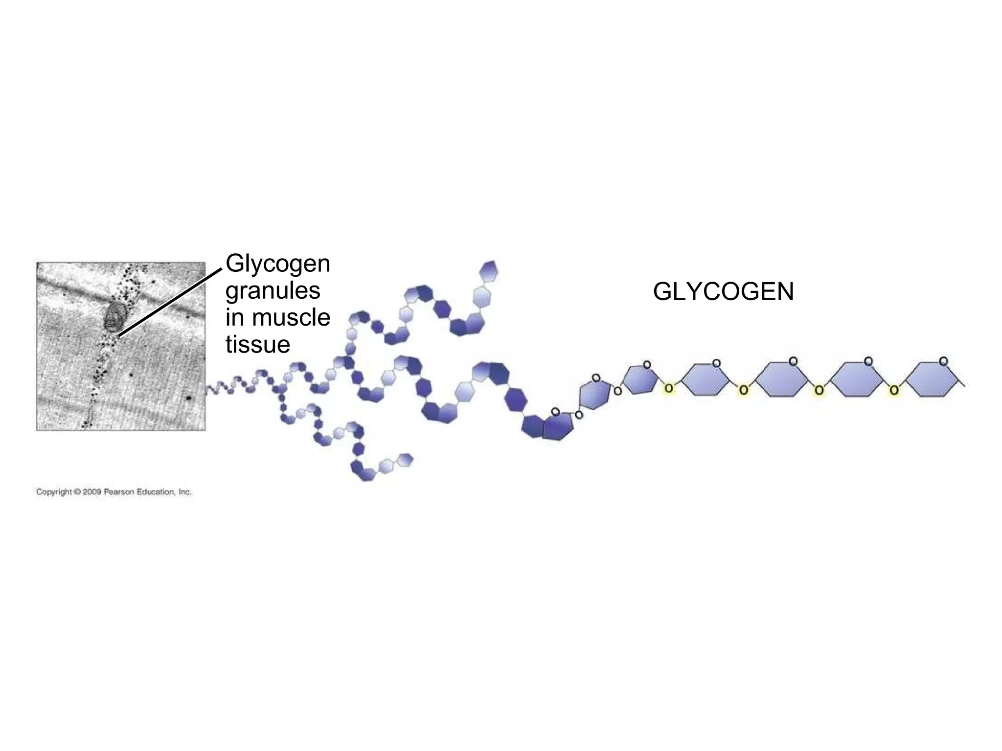 Glycogen granules in muscle tissue GLYCOGEN 