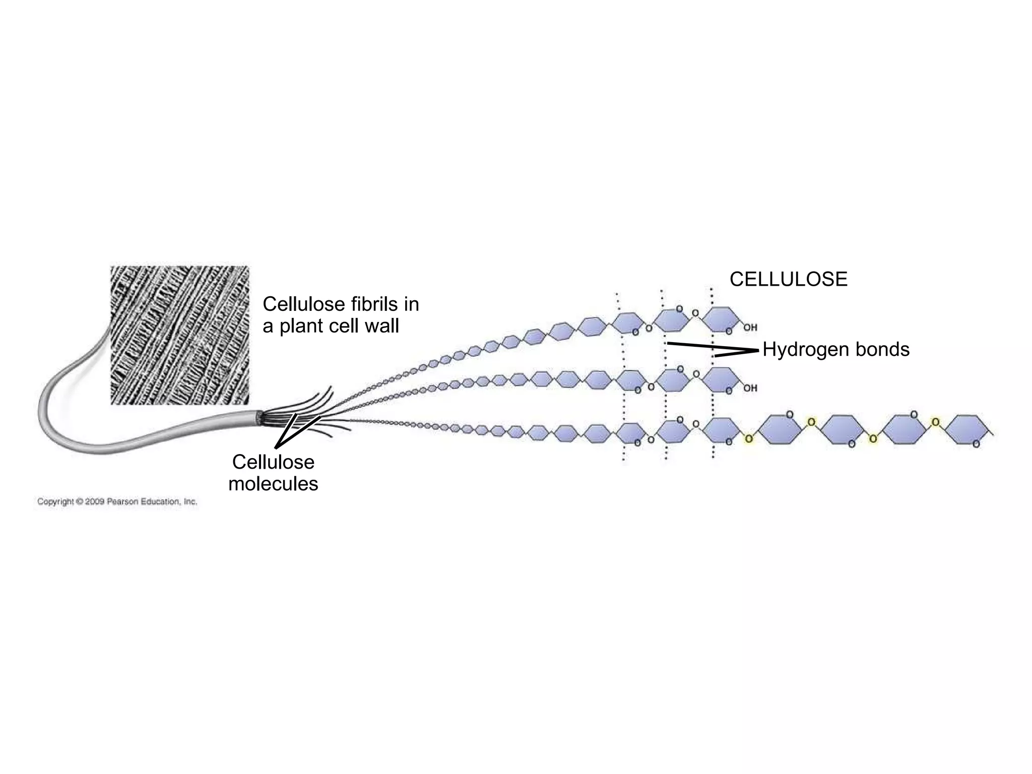 Cellulose fibrils in a plant cell wall Cellulose molecules CELLULOSE Hydrogen bonds 