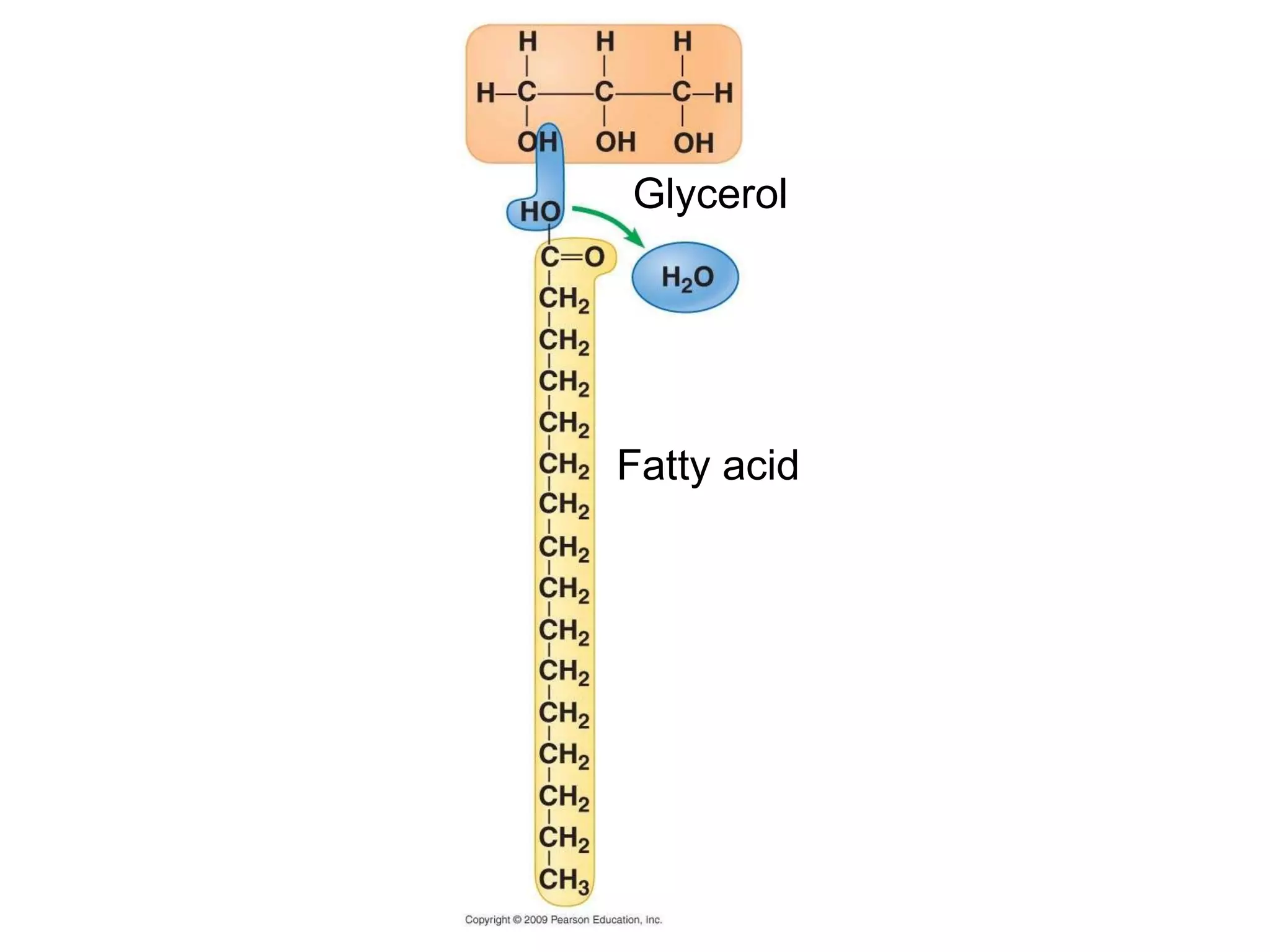 Fatty acid Glycerol 