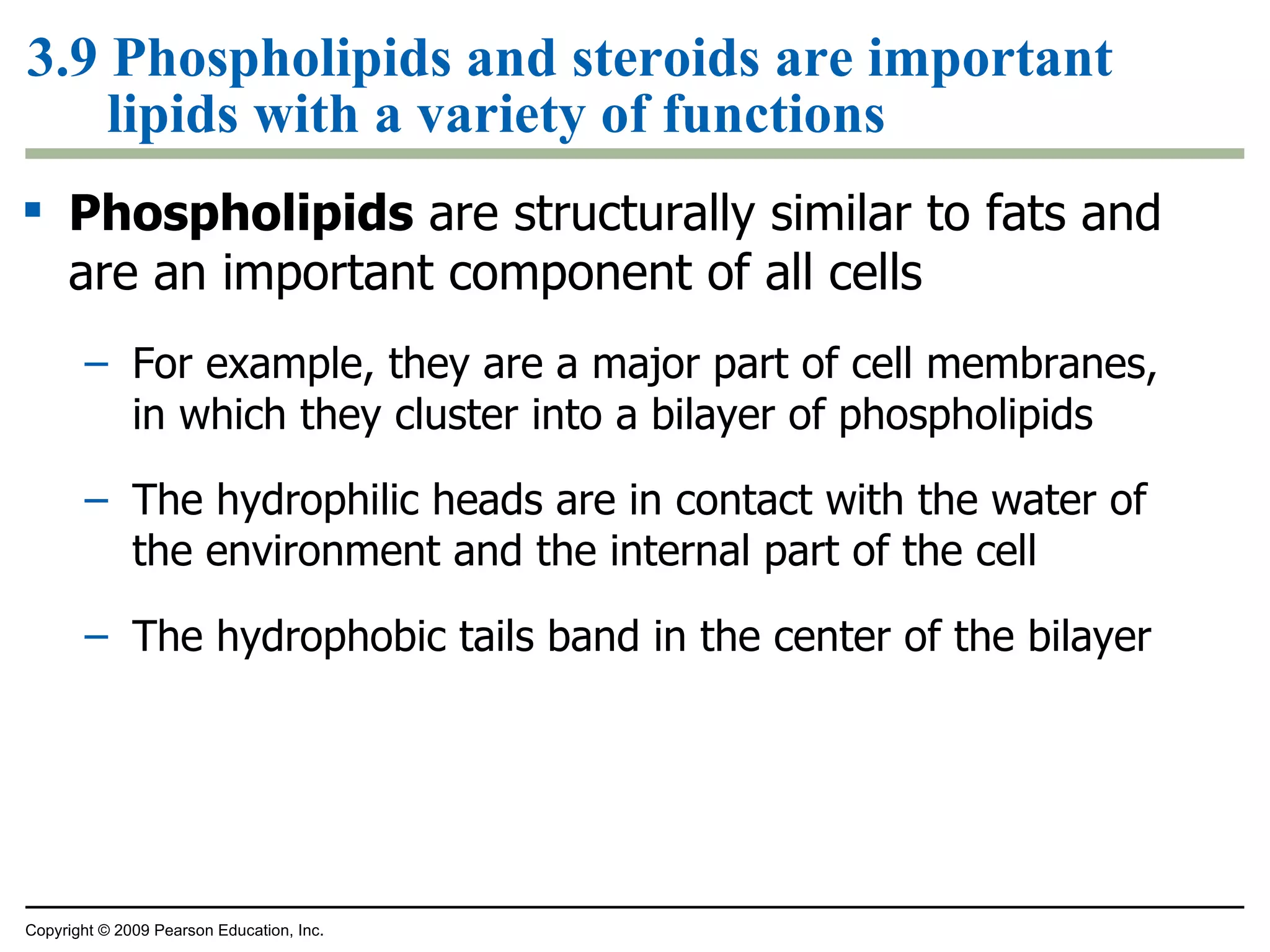 3.9 Phospholipids and steroids are important lipids with a variety of functions Phospholipids  are structurally similar to fats and are an important component of all cells For example, they are a major part of cell membranes, in which they cluster into a bilayer of phospholipids The hydrophilic heads are in contact with the water of the environment and the internal part of the cell The hydrophobic tails band in the center of the bilayer Copyright © 2009 Pearson Education, Inc. 