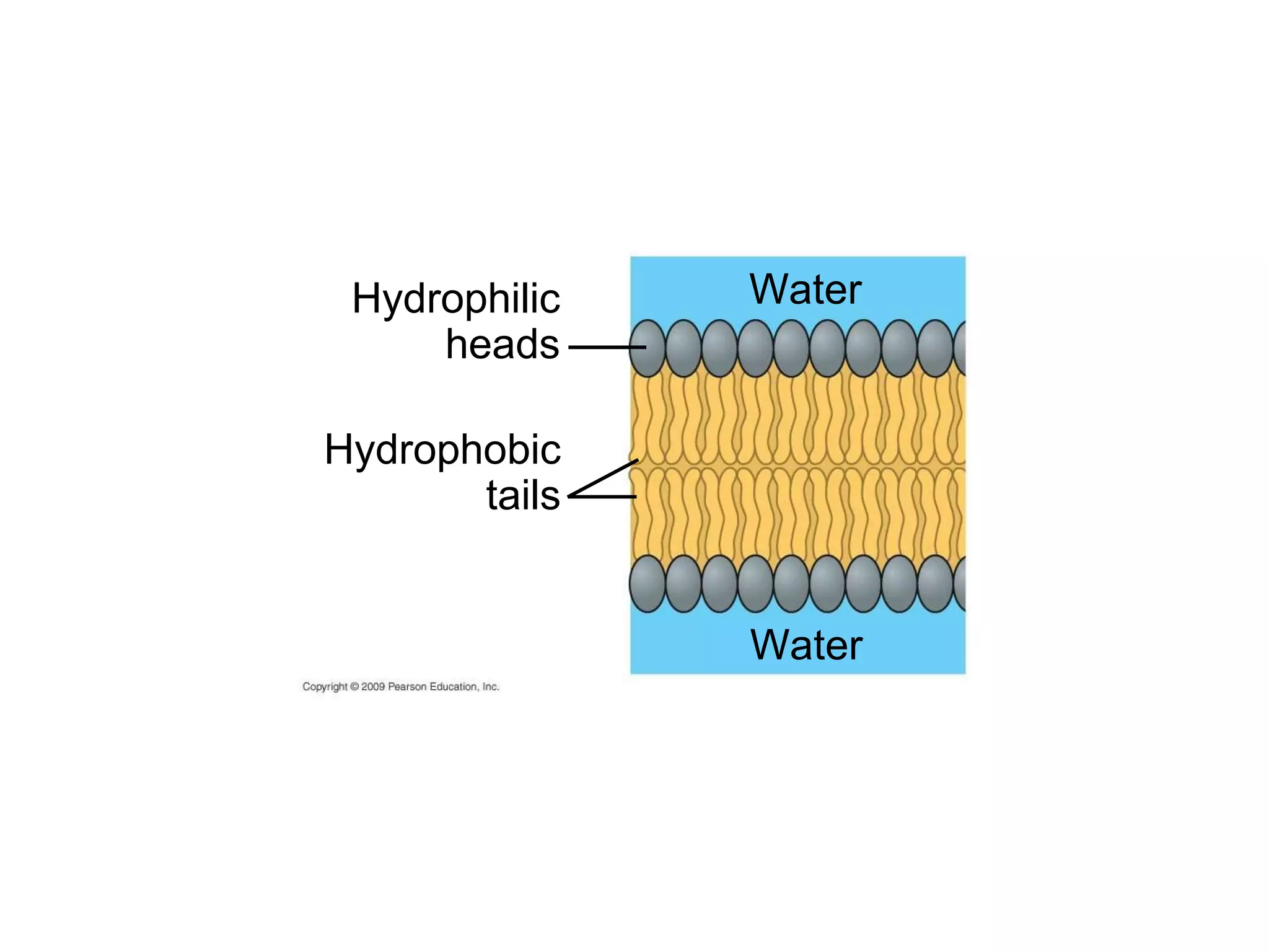 Water Hydrophobic tails Hydrophilic heads Water 