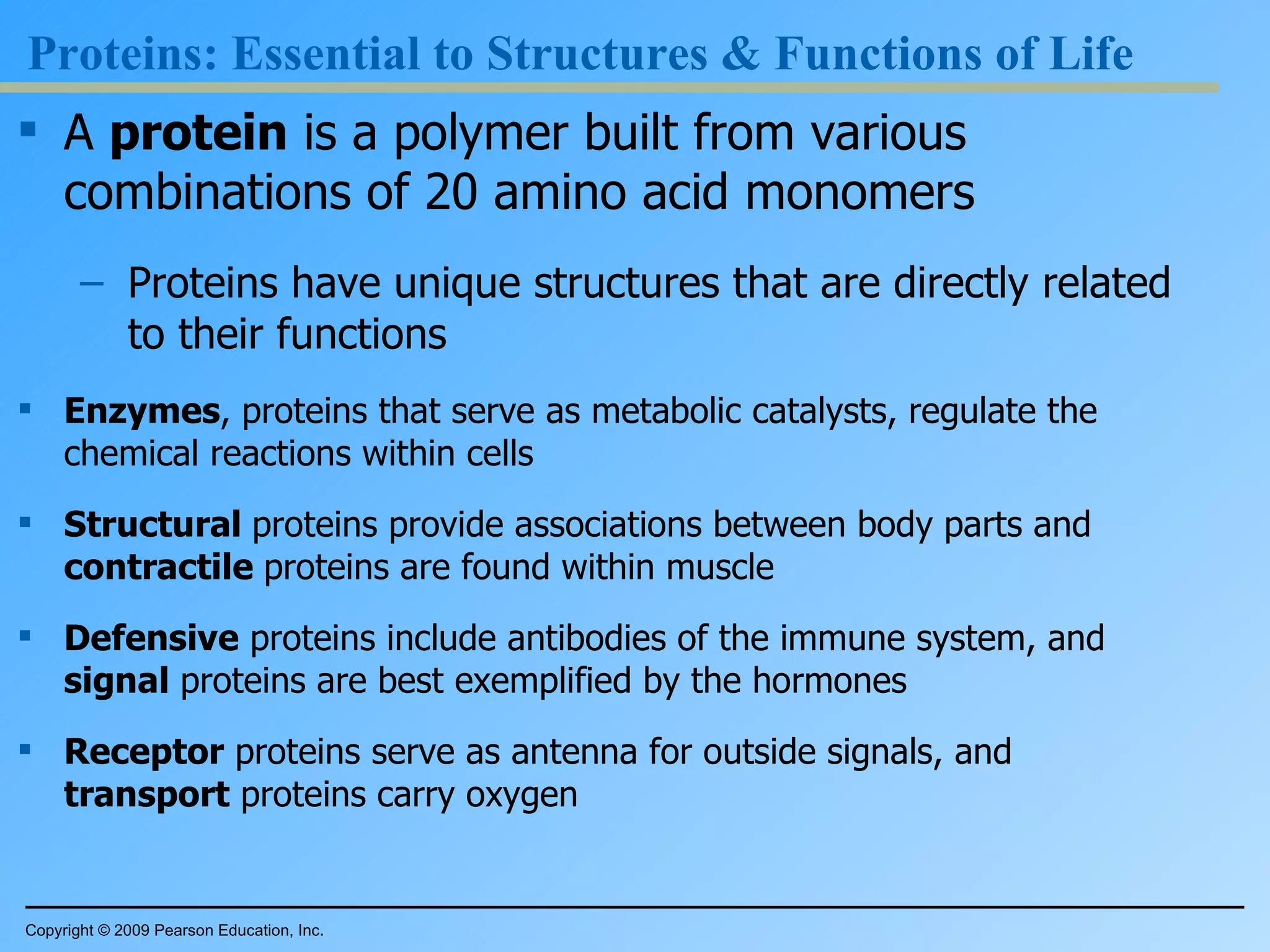 Proteins: Essential to Structures & Functions of Life A  protein  is a polymer built from various combinations of 20 amino acid monomers Proteins have unique structures that are directly related to their functions Enzymes , proteins that serve as metabolic catalysts, regulate the chemical reactions within cells Structural  proteins provide associations between body parts and  contractile  proteins are found within muscle Defensive  proteins include antibodies of the immune system, and  signal  proteins are best exemplified by the hormones Receptor  proteins serve as antenna for outside signals, and  transport  proteins carry oxygen Copyright © 2009 Pearson Education, Inc. 