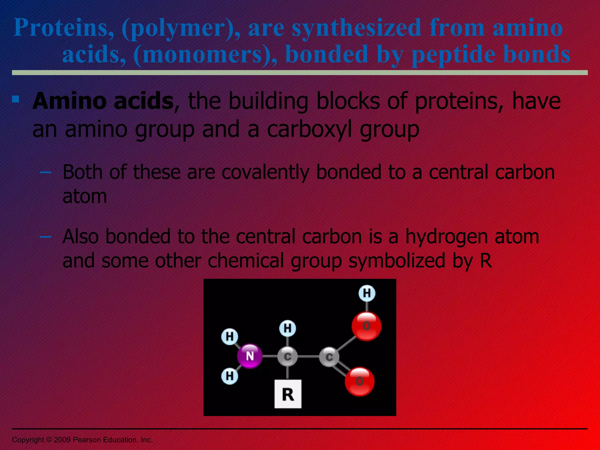 Proteins, (polymer), are synthesized from amino acids, (monomers), bonded by peptide bonds Amino acids , the building blocks of proteins, have an amino group and a carboxyl group Both of these are covalently bonded to a central carbon atom Also bonded to the central carbon is a hydrogen atom and some other chemical group symbolized by R Copyright © 2009 Pearson Education, Inc. 