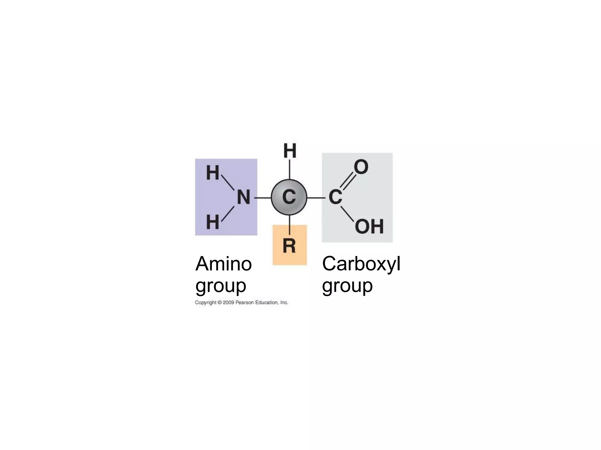Carboxyl group Amino group 