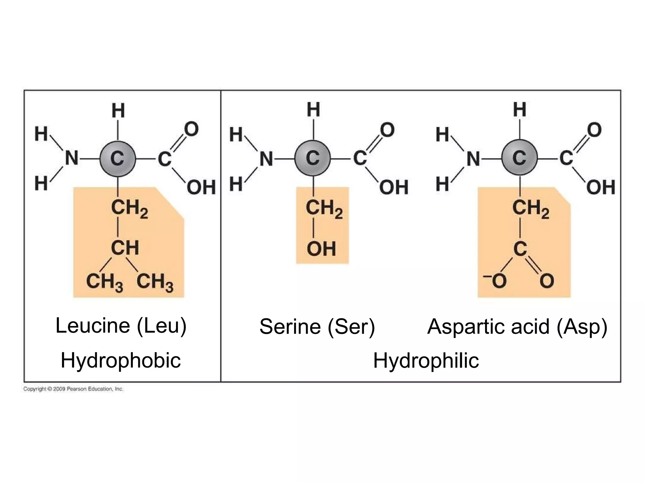 Leucine (Leu) Hydrophobic Serine (Ser) Hydrophilic Aspartic acid (Asp) 