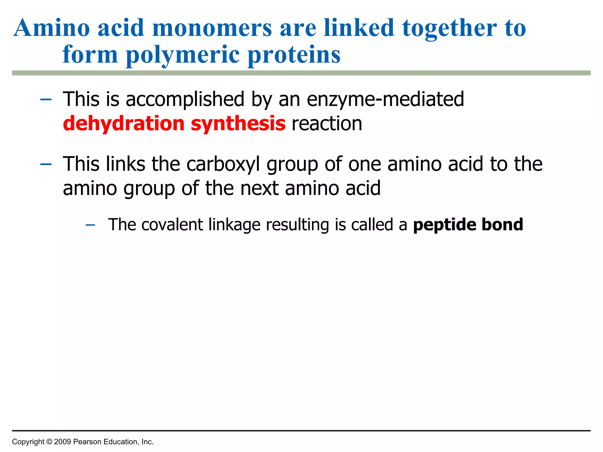 Amino acid monomers are linked together to form polymeric proteins This is accomplished by an enzyme-mediated  dehydration synthesis  reaction This links the carboxyl group of one amino acid to the amino group of the next amino acid The covalent linkage resulting is called a  peptide bond Copyright © 2009 Pearson Education, Inc. 