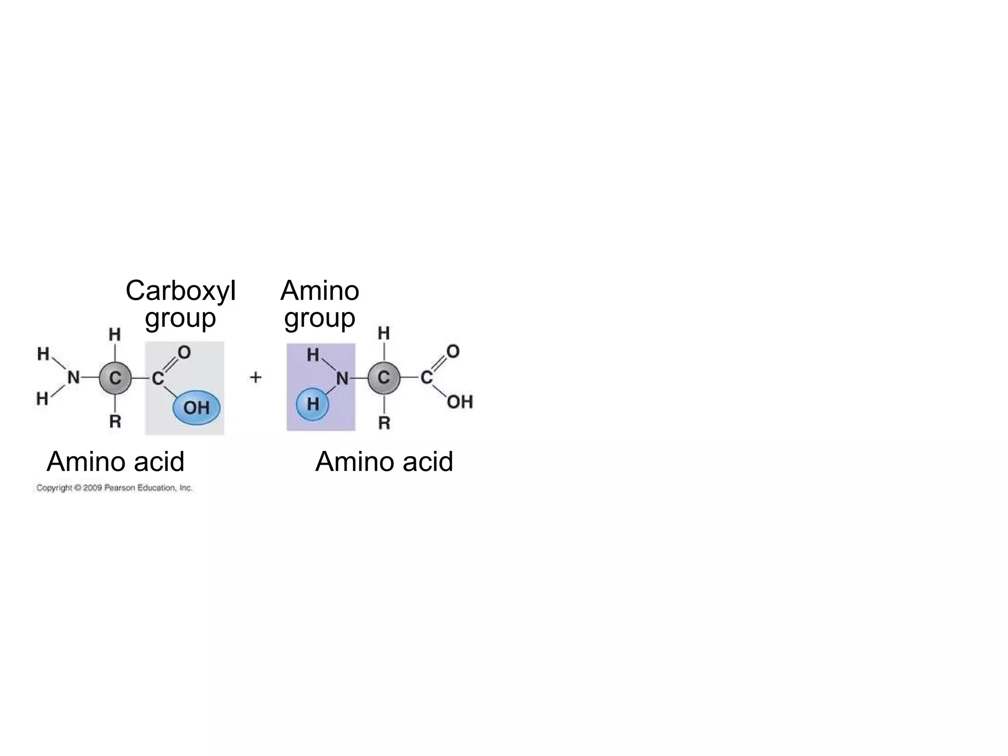 Carboxyl group Amino acid Amino group Amino acid 