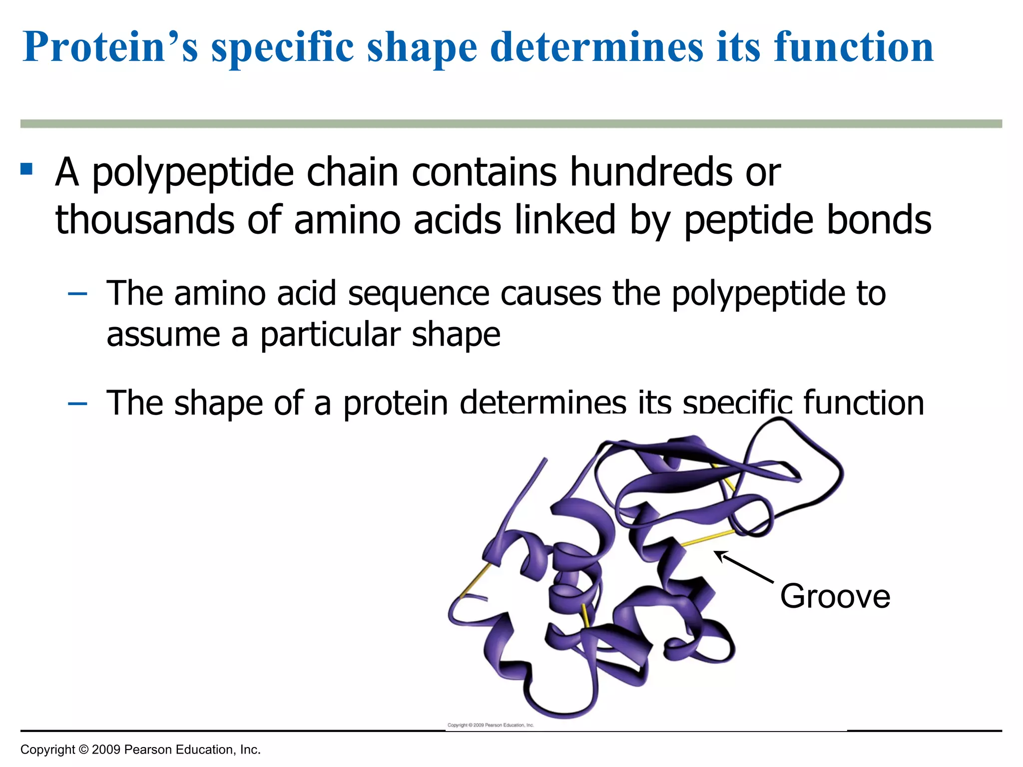 Protein’s specific shape determines its function A polypeptide chain contains hundreds or thousands of amino acids linked by peptide bonds The amino acid sequence causes the polypeptide to assume a particular shape The shape of a protein determines its specific function Copyright © 2009 Pearson Education, Inc. Groove 