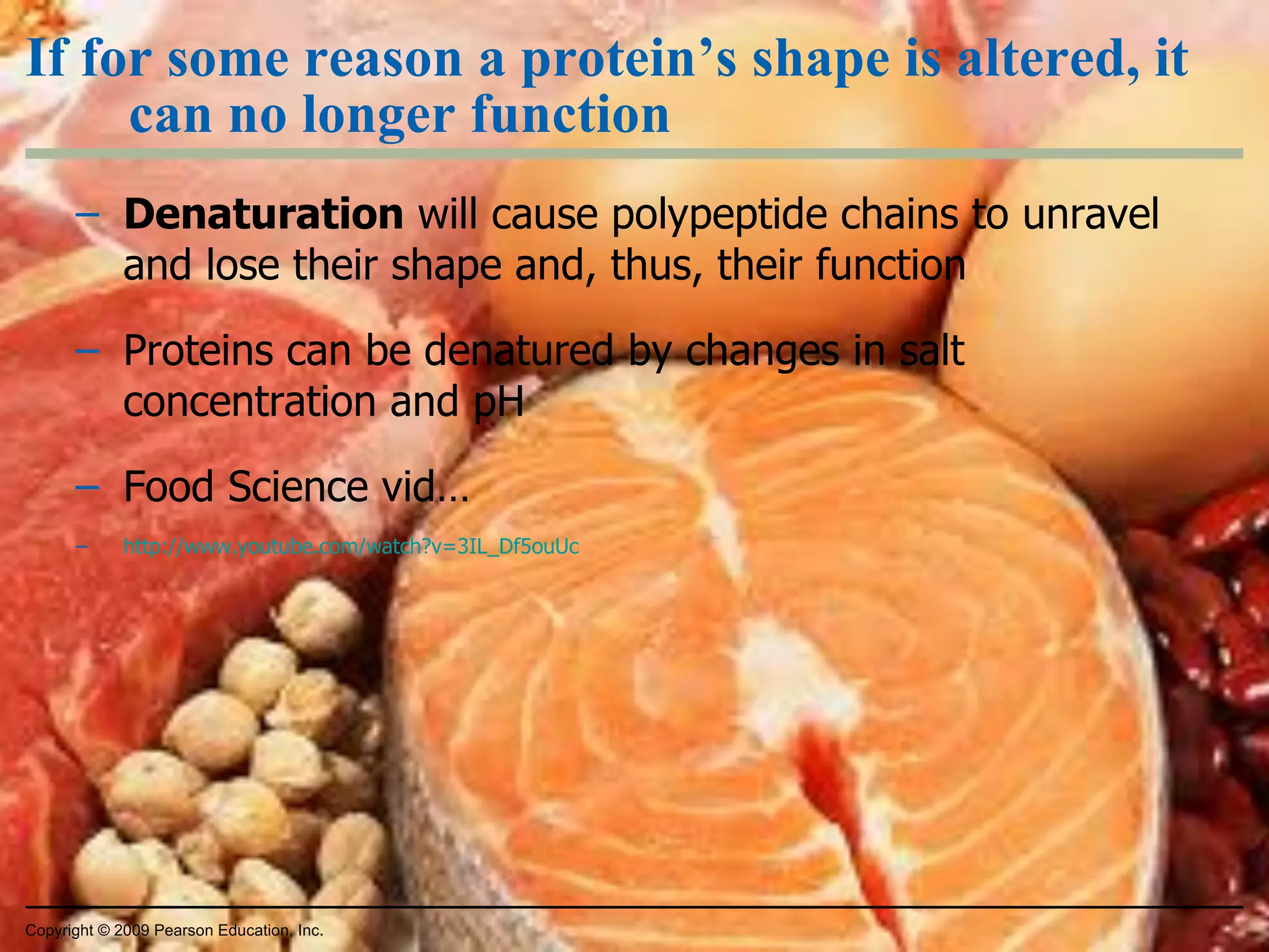 If for some reason a protein’s shape is altered, it can no longer function Denaturation  will cause polypeptide chains to unravel and lose their shape and, thus, their function Proteins can be denatured by changes in salt concentration and pH Food Science vid… http://www.youtube.com/watch?v=3IL_Df5ouUc Copyright © 2009 Pearson Education, Inc. 