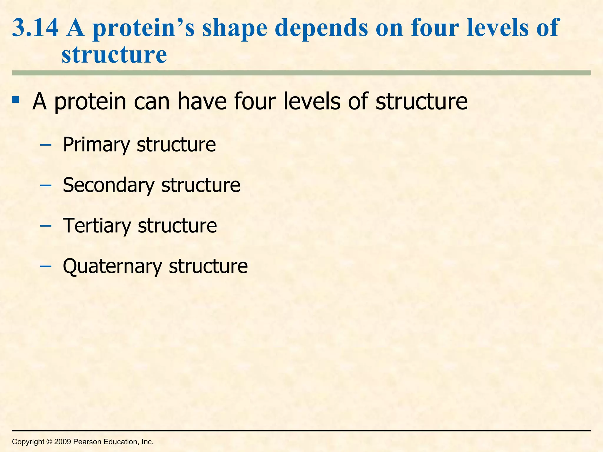 3.14 A protein’s shape depends on four levels of structure A protein can have four levels of structure Primary structure Secondary structure Tertiary structure Quaternary structure Copyright © 2009 Pearson Education, Inc. 