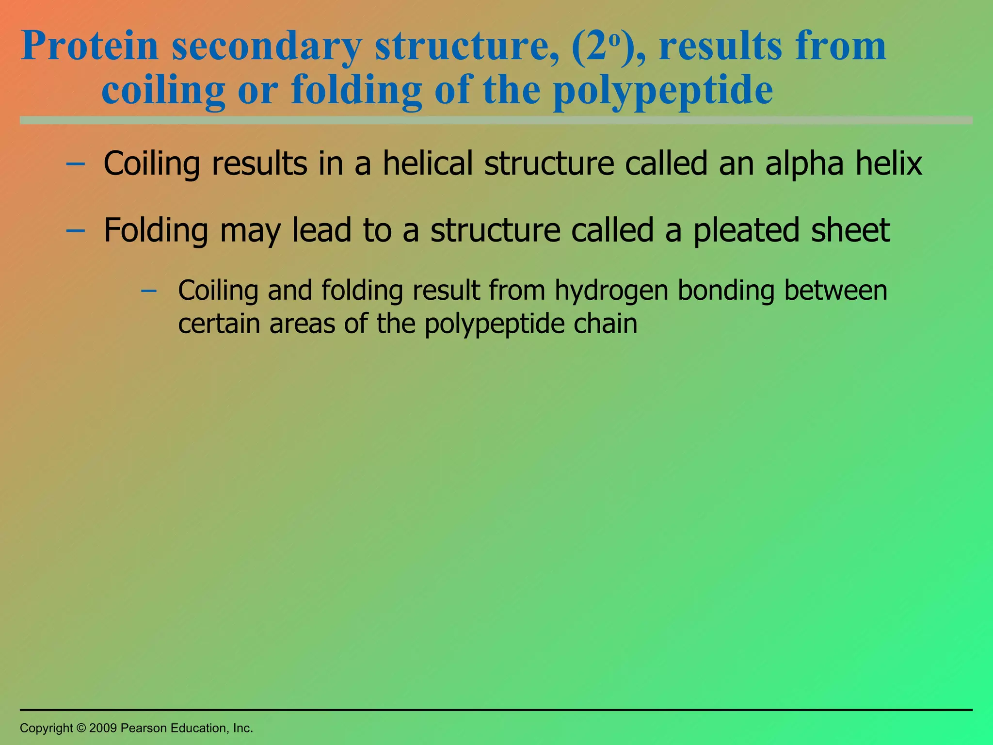 Protein secondary structure, (2 o ), results from coiling or folding of the polypeptide Coiling results in a helical structure called an alpha helix Folding may lead to a structure called a pleated sheet Coiling and folding result from hydrogen bonding between certain areas of the polypeptide chain Copyright © 2009 Pearson Education, Inc. 