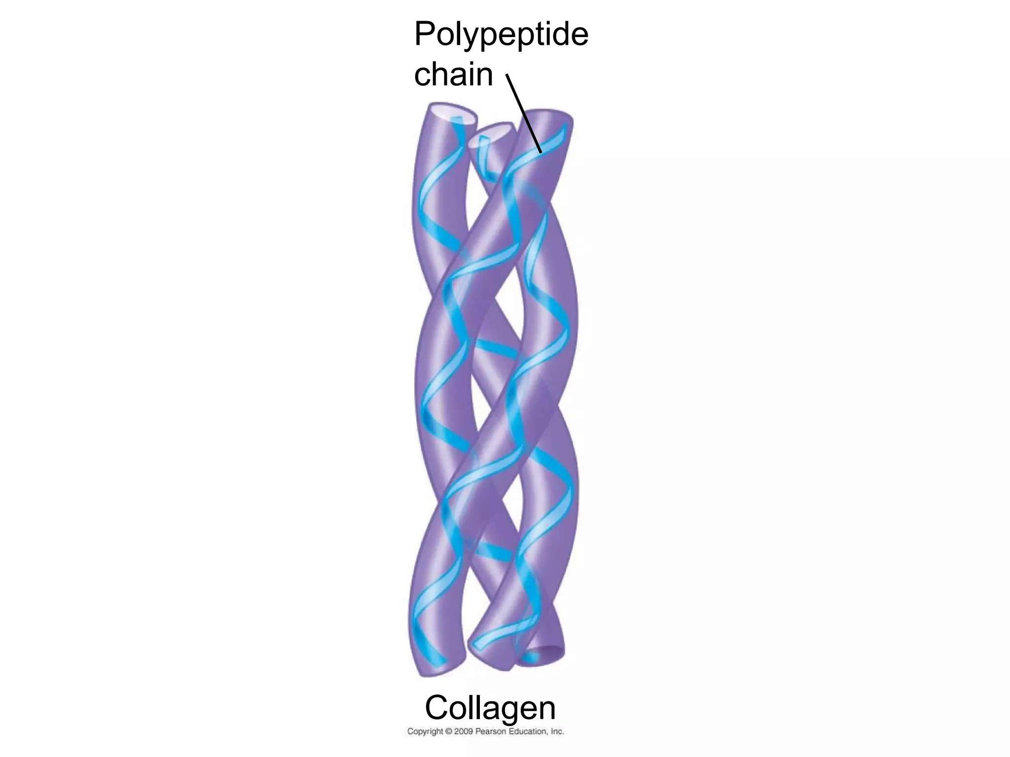 Collagen Polypeptide chain 