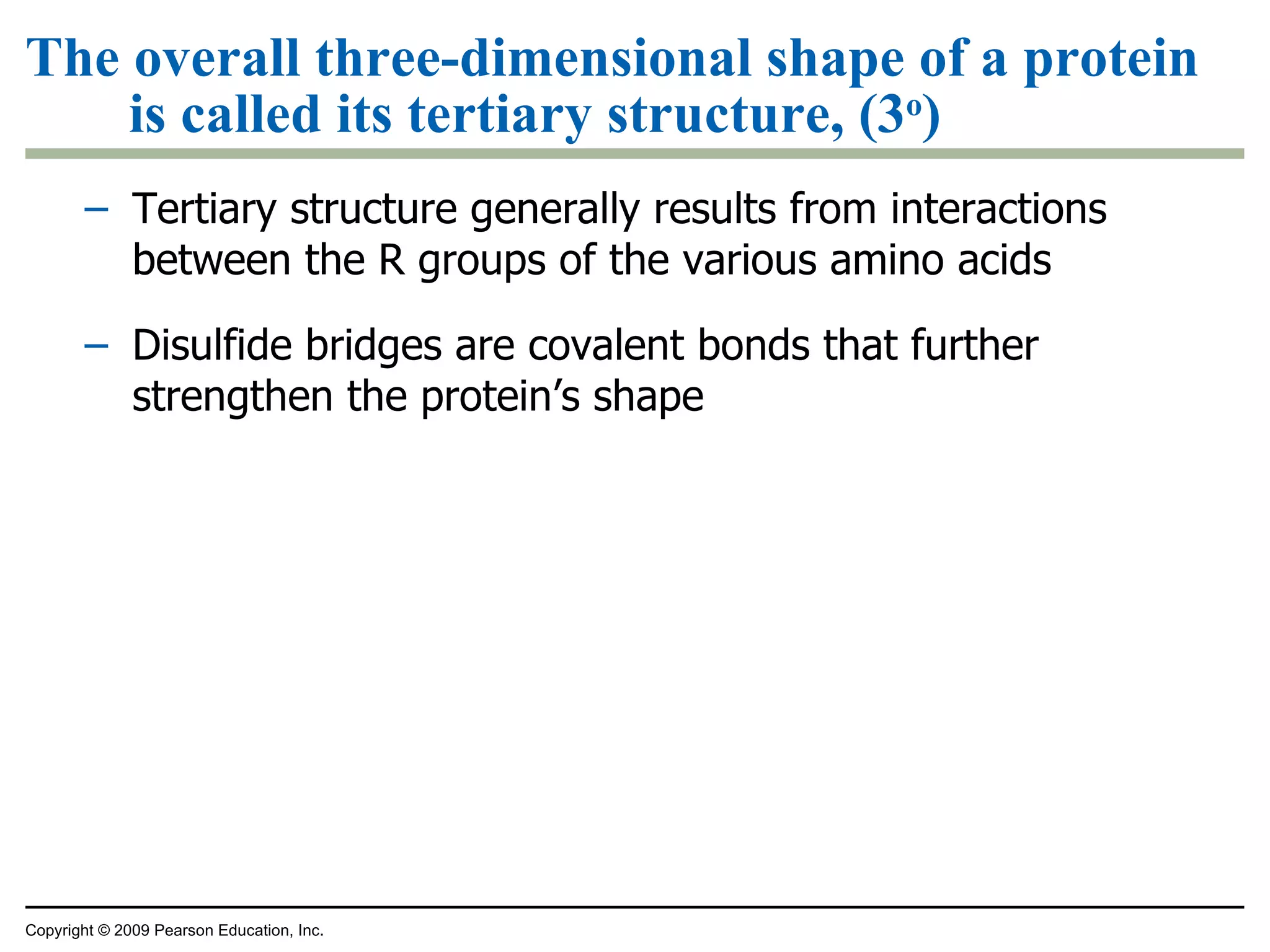 The overall three-dimensional shape of a protein is called its tertiary structure, (3 o ) Tertiary structure generally results from interactions between the R groups of the various amino acids Disulfide bridges are covalent bonds that further strengthen the protein’s shape Copyright © 2009 Pearson Education, Inc. 
