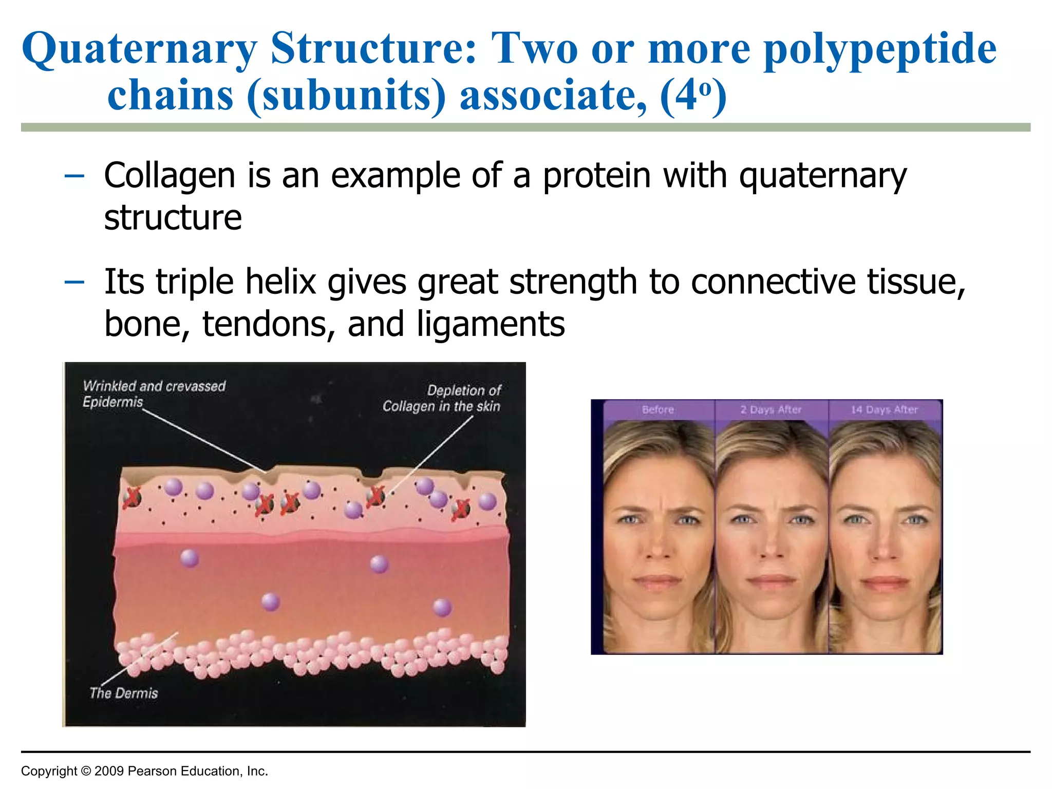 Quaternary Structure: Two or more polypeptide chains (subunits) associate, (4 o ) Collagen is an example of a protein with quaternary structure Its triple helix gives great strength to connective tissue, bone, tendons, and ligaments Copyright © 2009 Pearson Education, Inc. 