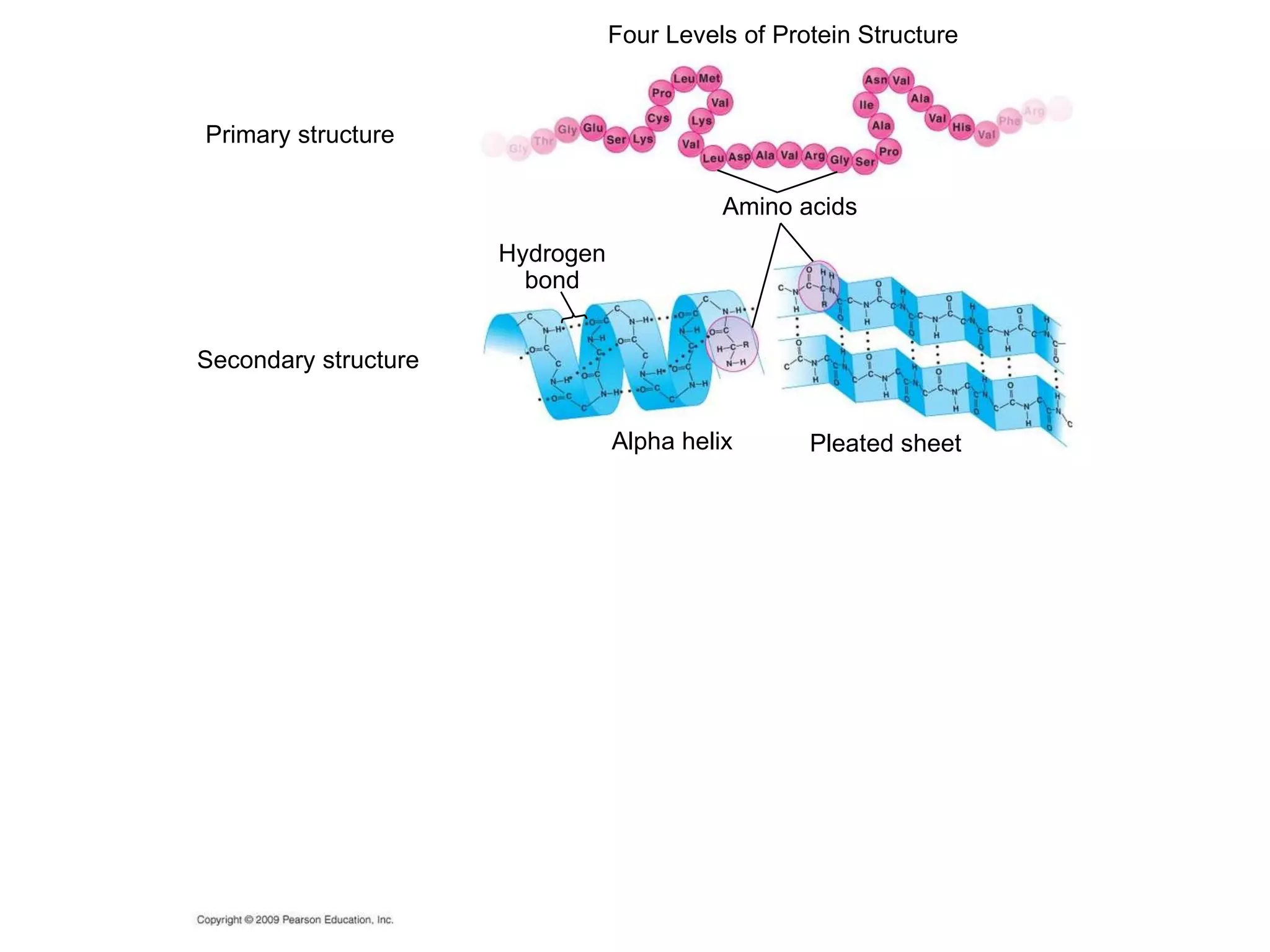 Four Levels of Protein Structure Amino acids Primary structure Alpha helix Hydrogen bond Secondary structure Pleated sheet 