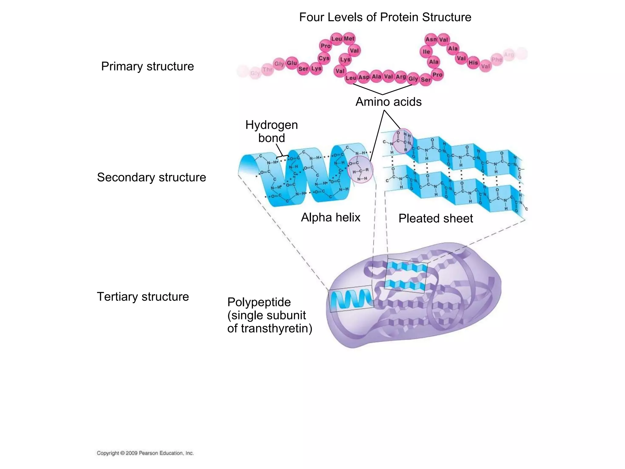 Four Levels of Protein Structure Amino acids Primary structure Alpha helix Hydrogen bond Secondary structure Pleated sheet Polypeptide (single subunit of transthyretin) Tertiary structure 