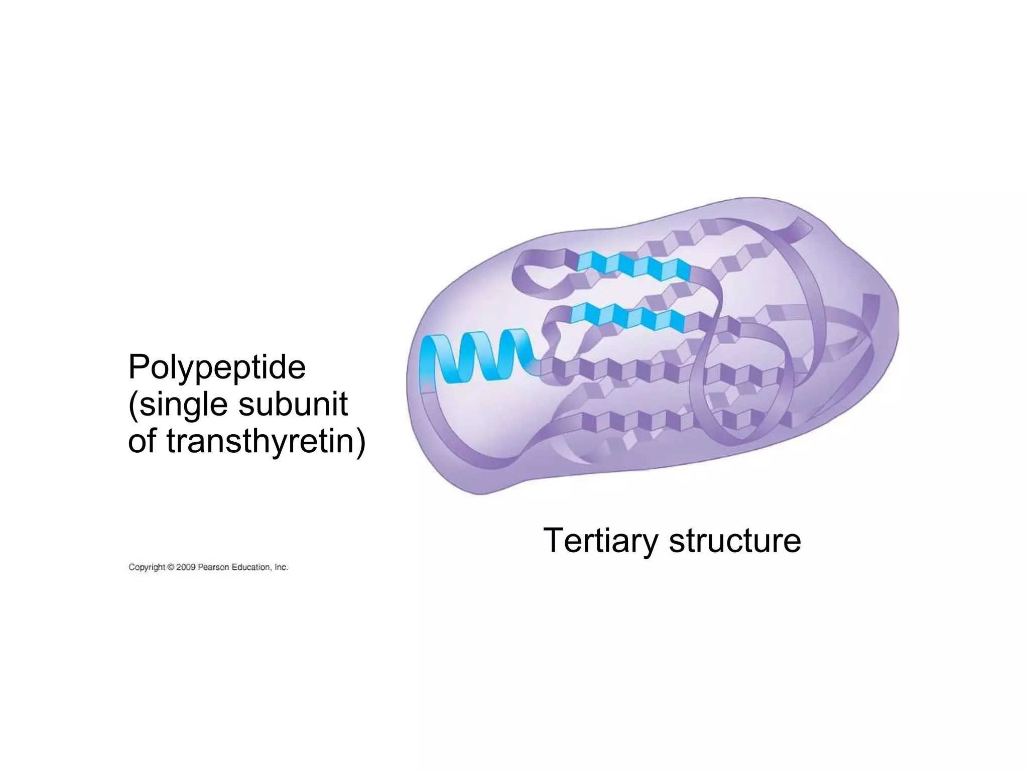 Polypeptide (single subunit of transthyretin) Tertiary structure 