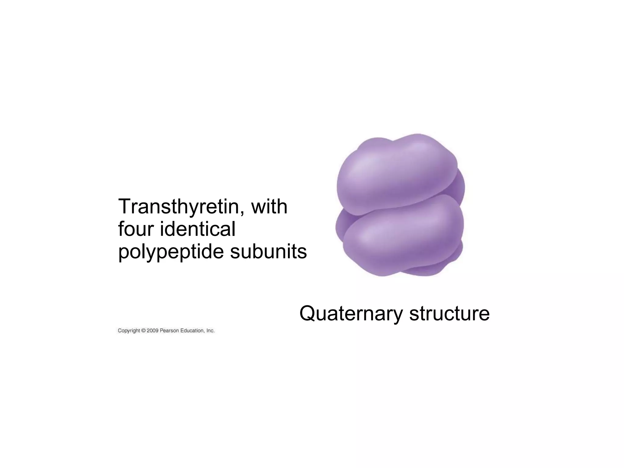 Transthyretin, with four identical polypeptide subunits Quaternary structure 