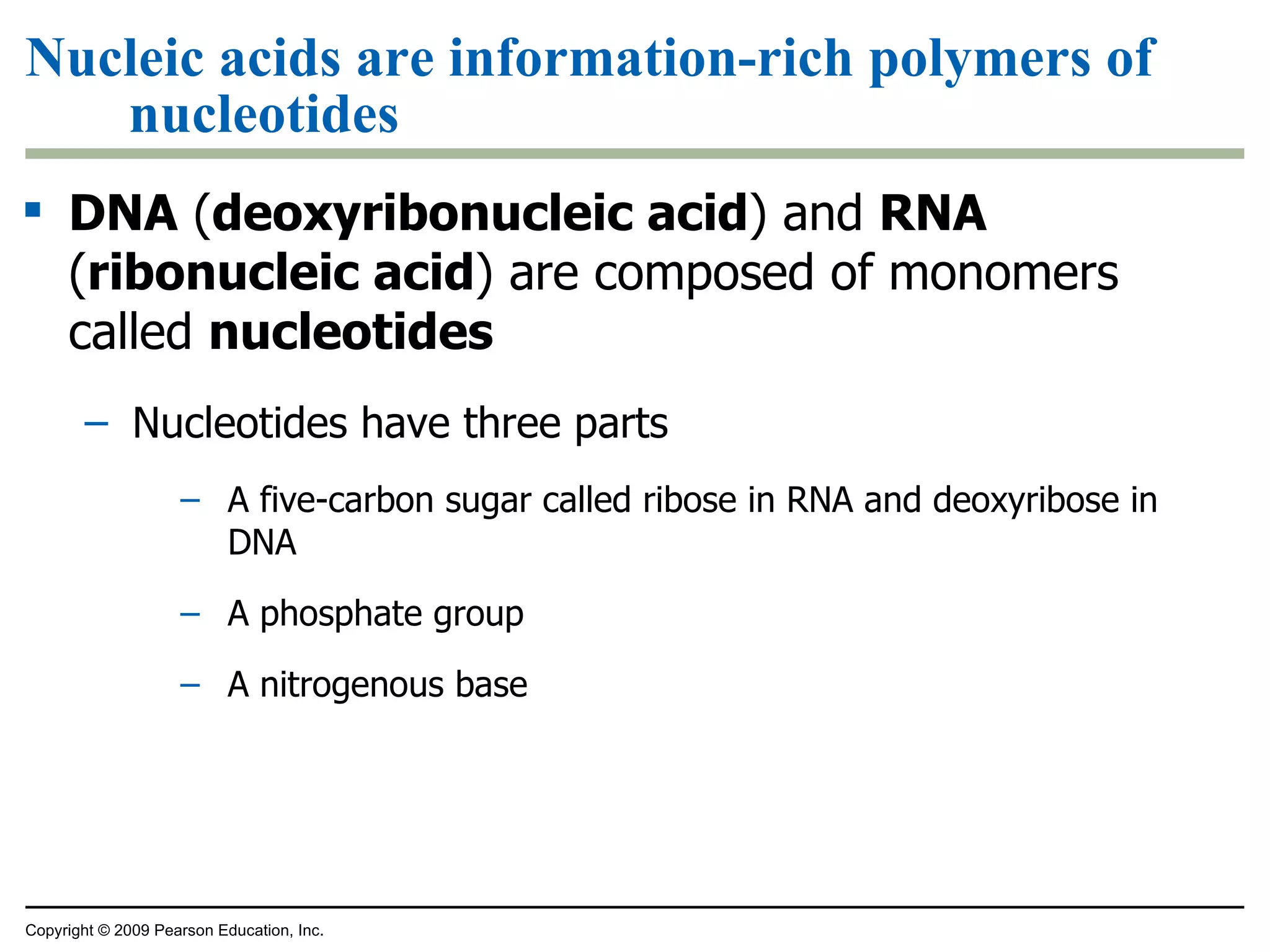 Nucleic acids are information-rich polymers of nucleotides DNA  ( deoxyribonucleic acid ) and  RNA  ( ribonucleic acid ) are composed of monomers called  nucleotides Nucleotides have three parts A five-carbon sugar called ribose in RNA and deoxyribose in DNA A phosphate group A nitrogenous base Copyright © 2009 Pearson Education, Inc. 