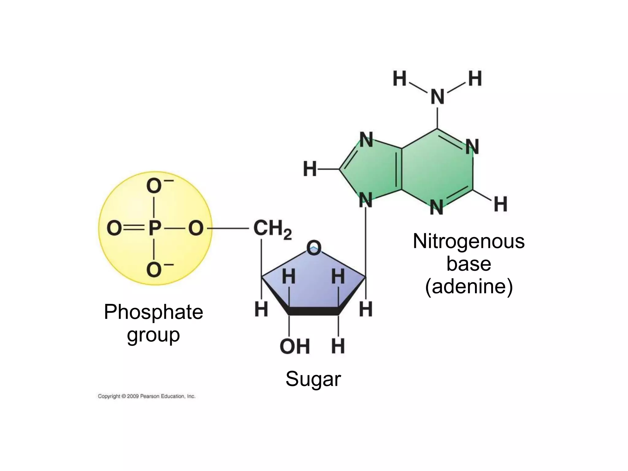 Phosphate group Nitrogenous base (adenine) Sugar 