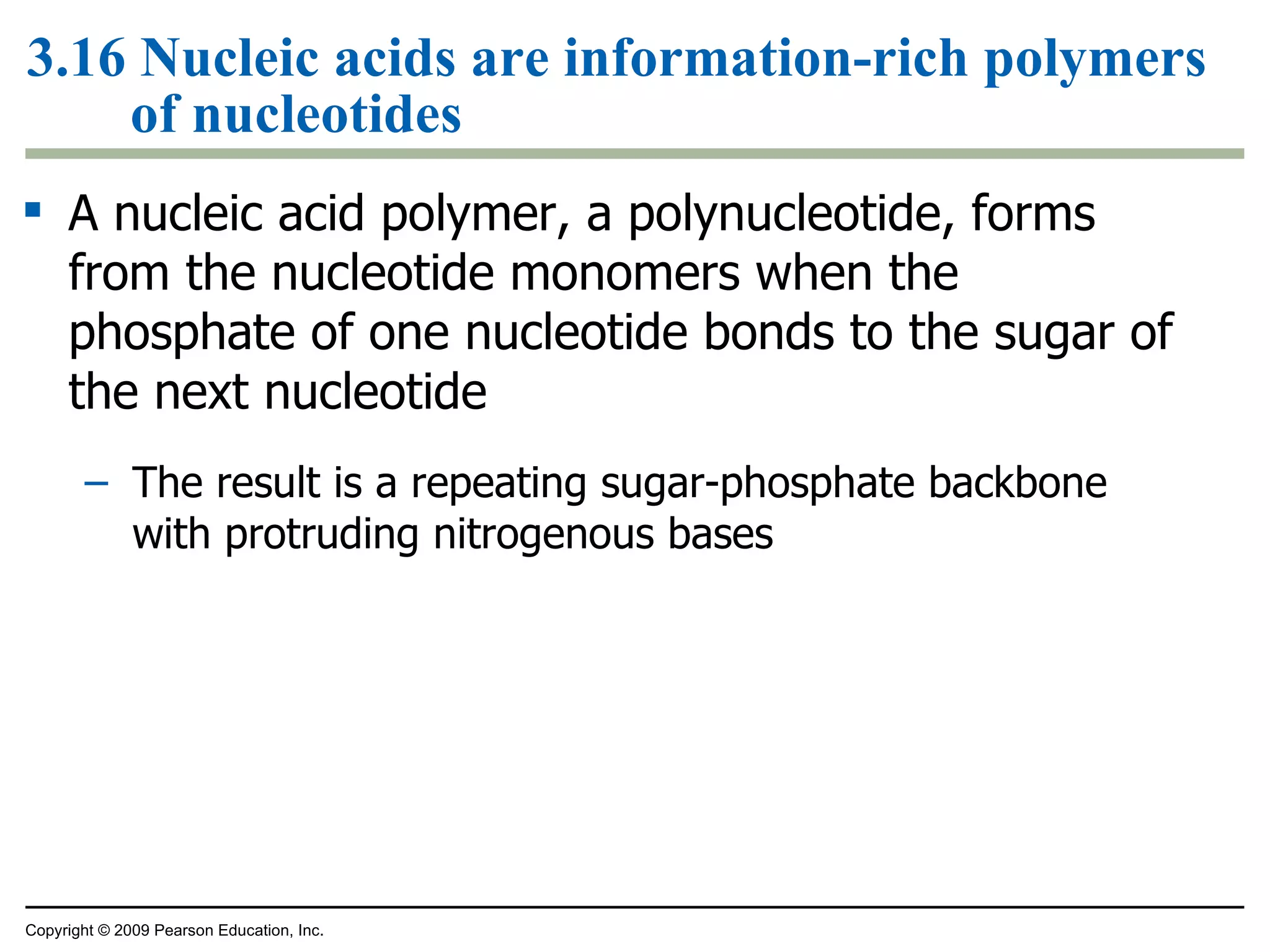 3.16 Nucleic acids are information-rich polymers of nucleotides A nucleic acid polymer, a polynucleotide, forms from the nucleotide monomers when the phosphate of one nucleotide bonds to the sugar of the next nucleotide The result is a repeating sugar-phosphate backbone with protruding nitrogenous bases Copyright © 2009 Pearson Education, Inc. 