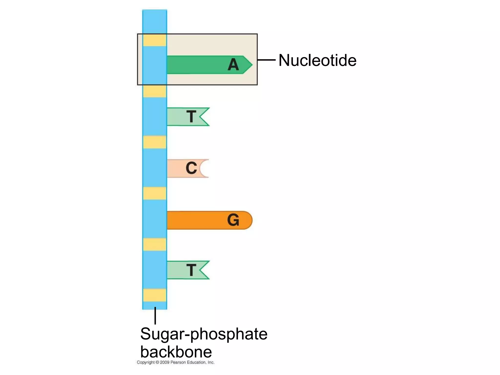 Sugar-phosphate backbone Nucleotide 