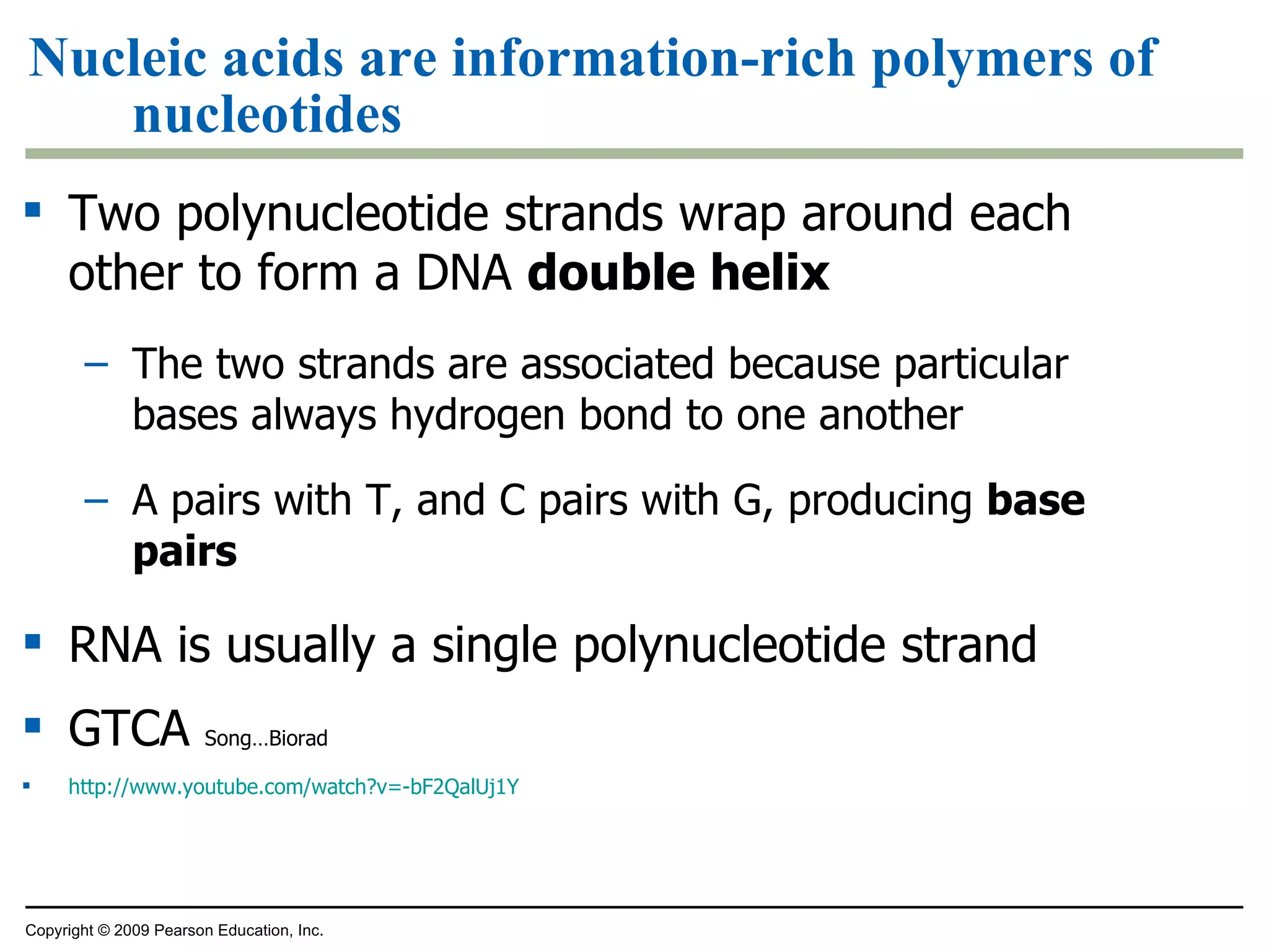 Nucleic acids are information-rich polymers of nucleotides Two polynucleotide strands wrap around each other to form a DNA  double helix The two strands are associated because particular bases always hydrogen bond to one another A pairs with T, and C pairs with G, producing  base pairs RNA is usually a single polynucleotide strand GTCA  Song…Biorad http://www.youtube.com/watch?v=-bF2QalUj1Y Copyright © 2009 Pearson Education, Inc. 