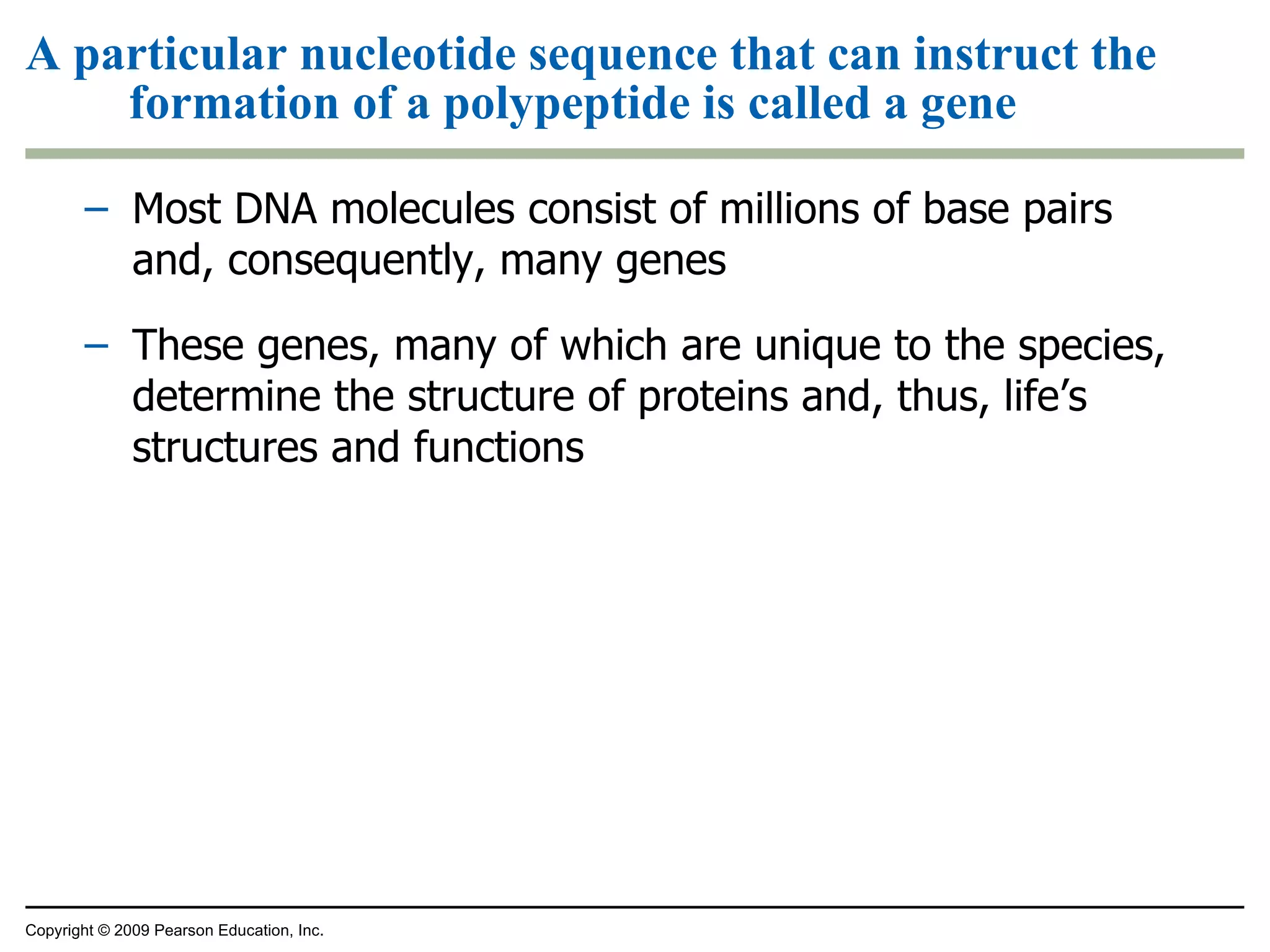 A particular nucleotide sequence that can instruct the formation of a polypeptide is called a gene Most DNA molecules consist of millions of base pairs and, consequently, many genes These genes, many of which are unique to the species,  determine the structure of proteins and, thus, life’s structures and functions Copyright © 2009 Pearson Education, Inc. 
