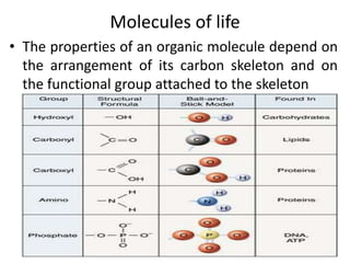 molecules of life.pptx
