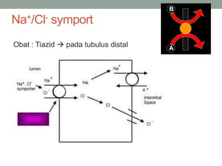Na+/Cl- symport 
Obat : Tiazid  pada tubulus distal 
 